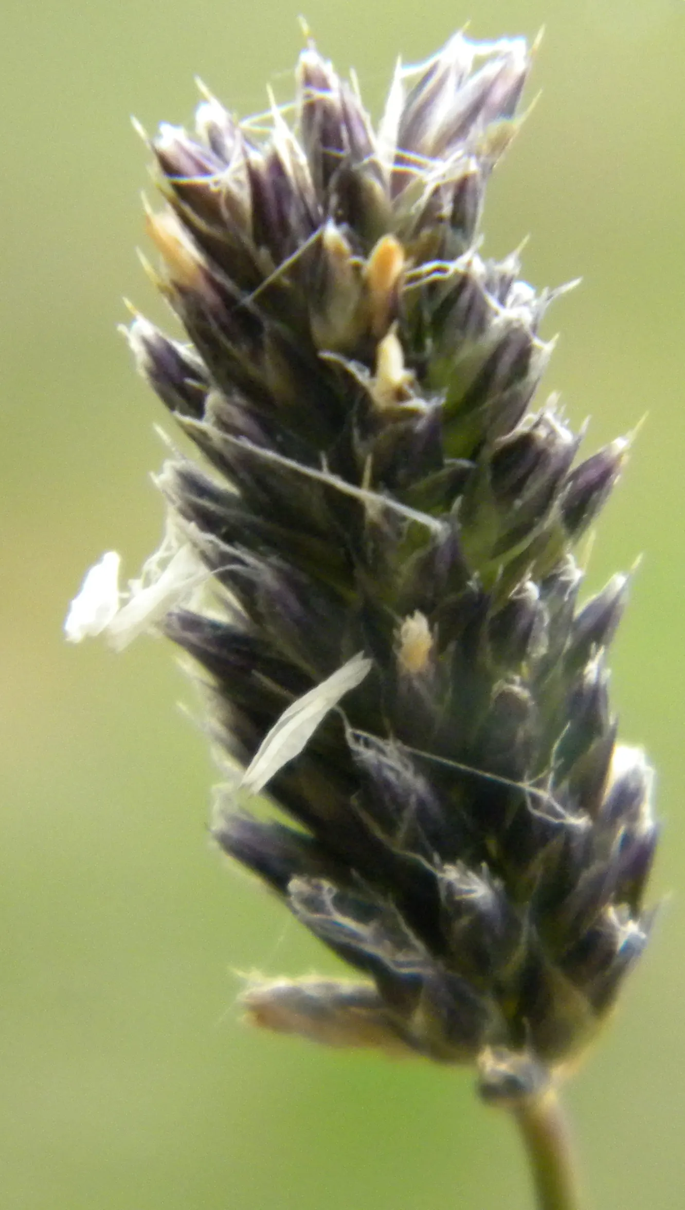 Blue Moor Grass (Sesleria Caerulea) — cool-season clumping grass native to the European Alps; aligning well with environmentally conscious gardening practices