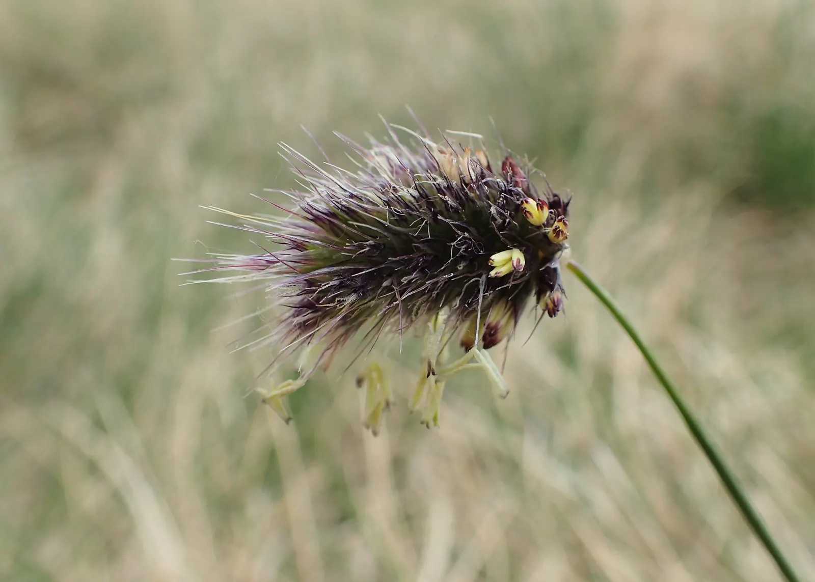 Blue Moor Grass (Sesleria Caerulea) — It thrives in USDA hardiness zones 4 to 7 and is renowned for its resilience and low maintenance requirements; drought