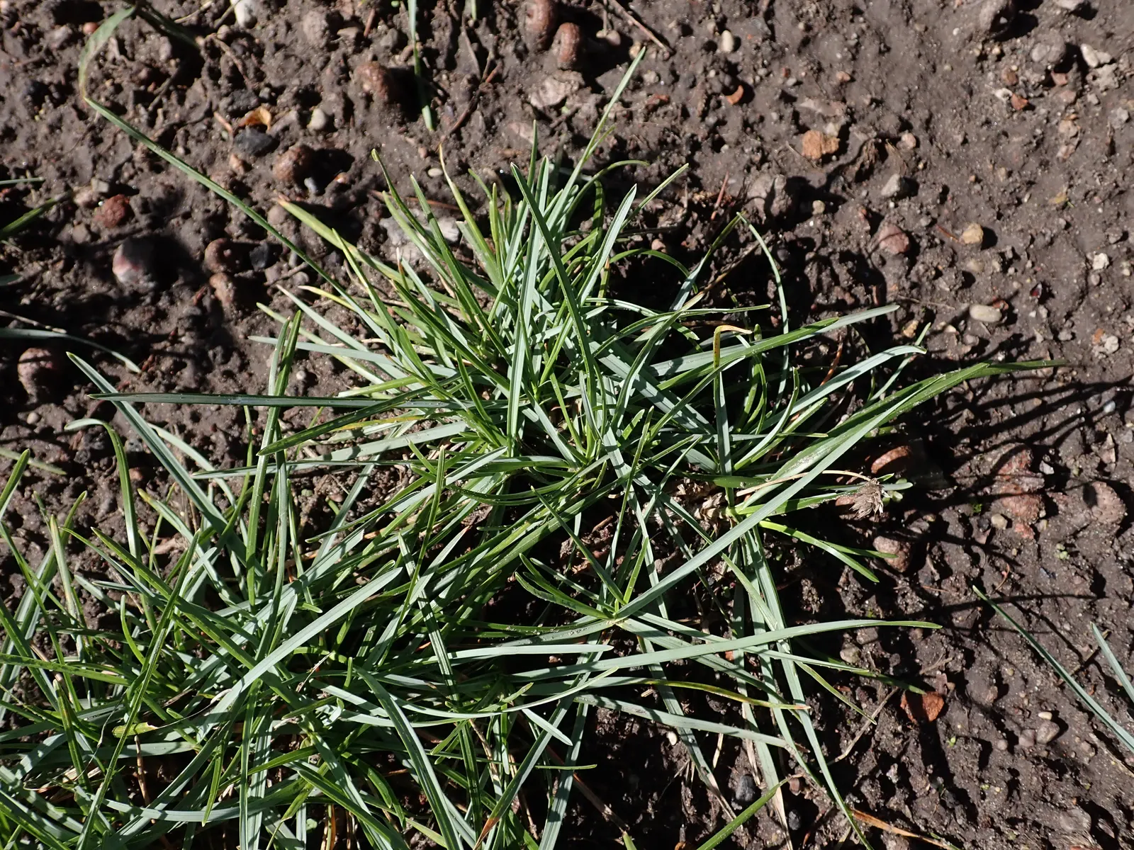 Blue Moor Grass (Sesleria Caerulea) — with purplish-black anthers crowning pale green stalks