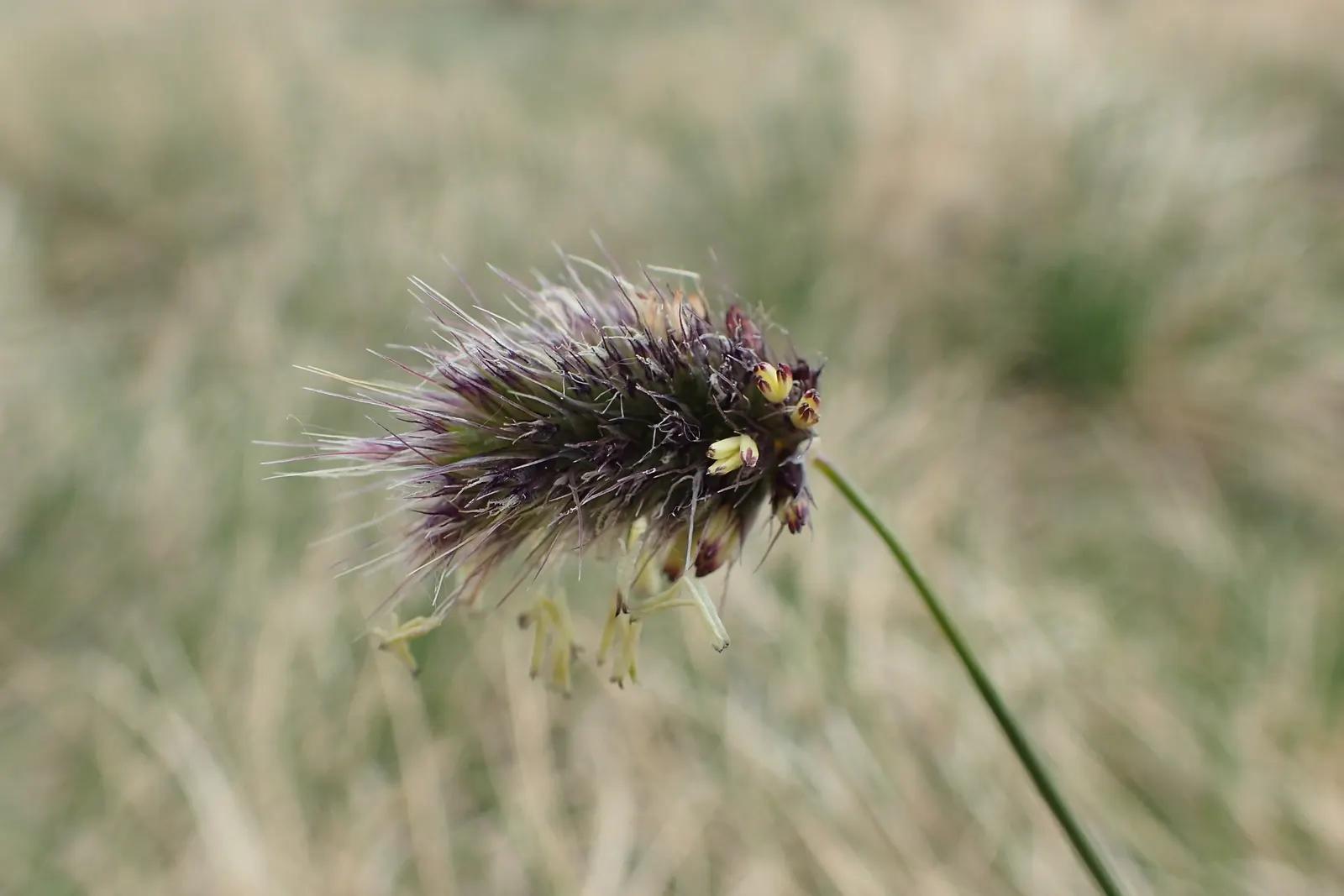 Blue Moor Grass (Sesleria Caerulea) — achieving a height of up to 20 inches.<br><br>Ideal for mass plantings