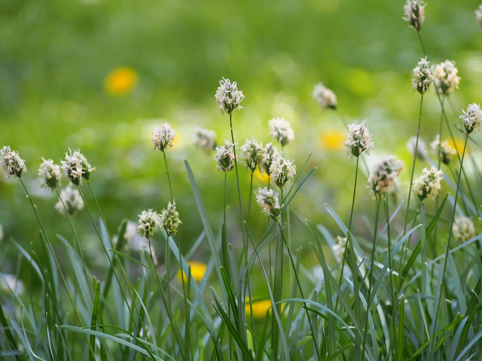 Blue Moor Grass (Sesleria Caerulea) — provided the site offers good drainage