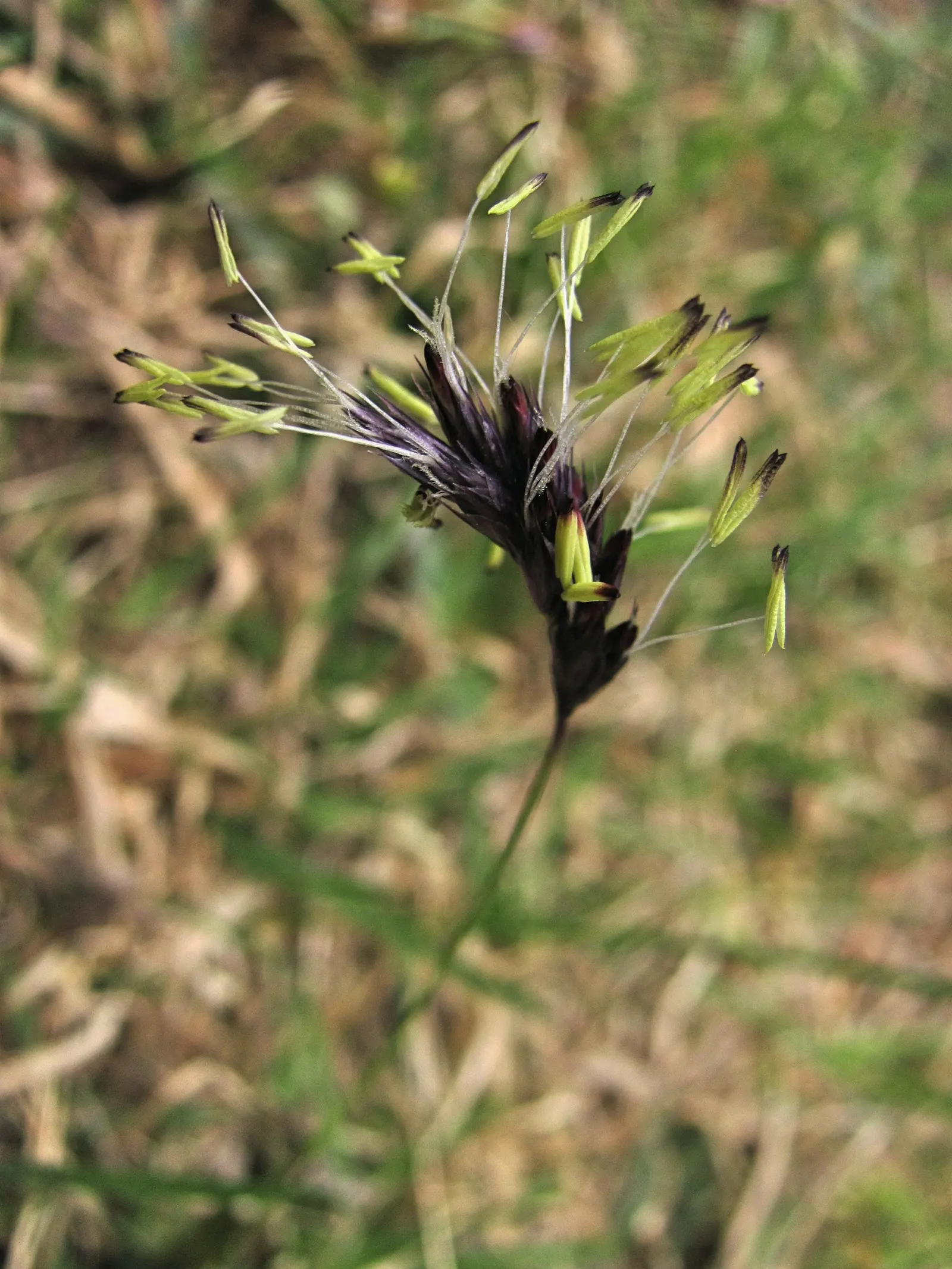 Blue Moor Grass (Sesleria Caerulea) — This versatile plant tolerates a range of soil types