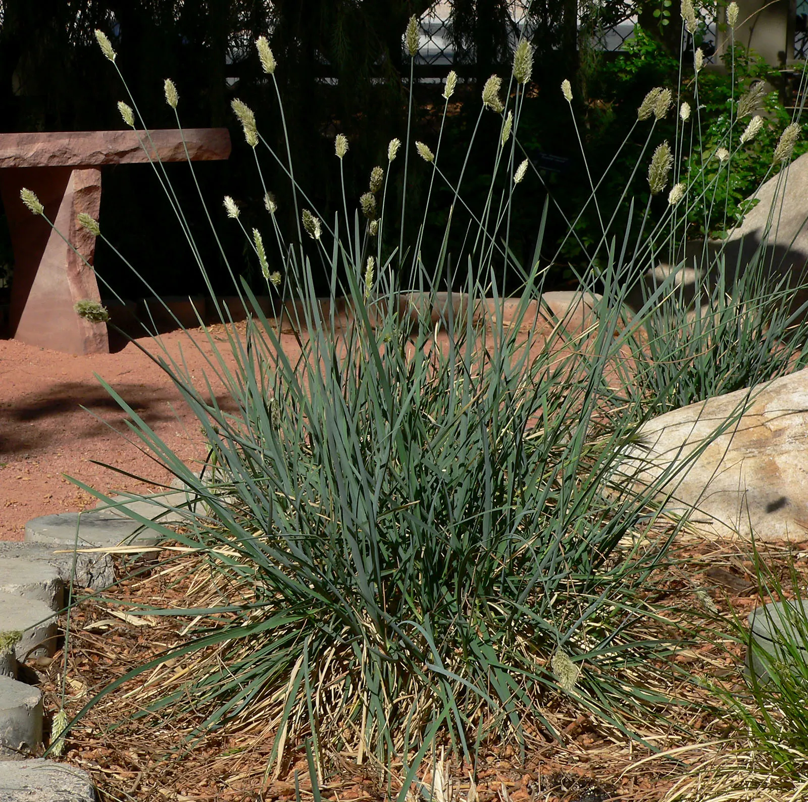 Blue Moor Grass (Sesleria Caerulea) — it should be planted in full sun to partial shade.<br><br>With its minimal watering requirements; aligning well with