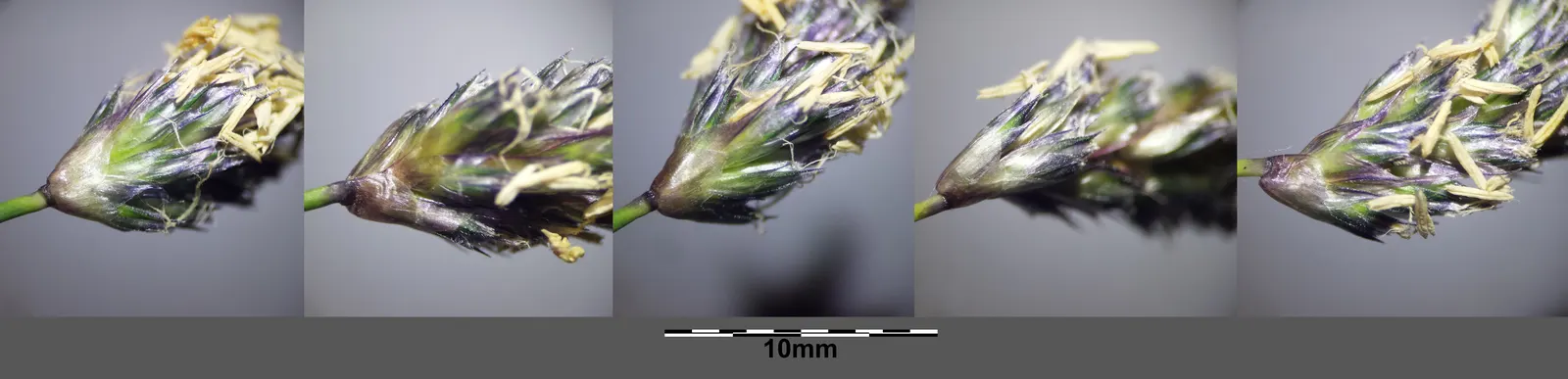 Blue Moor Grass (Sesleria Caerulea) — scientifically known as Sesleria caerulea; achieving a height of up to 20 inches.<br><br>Ideal for mass plantings