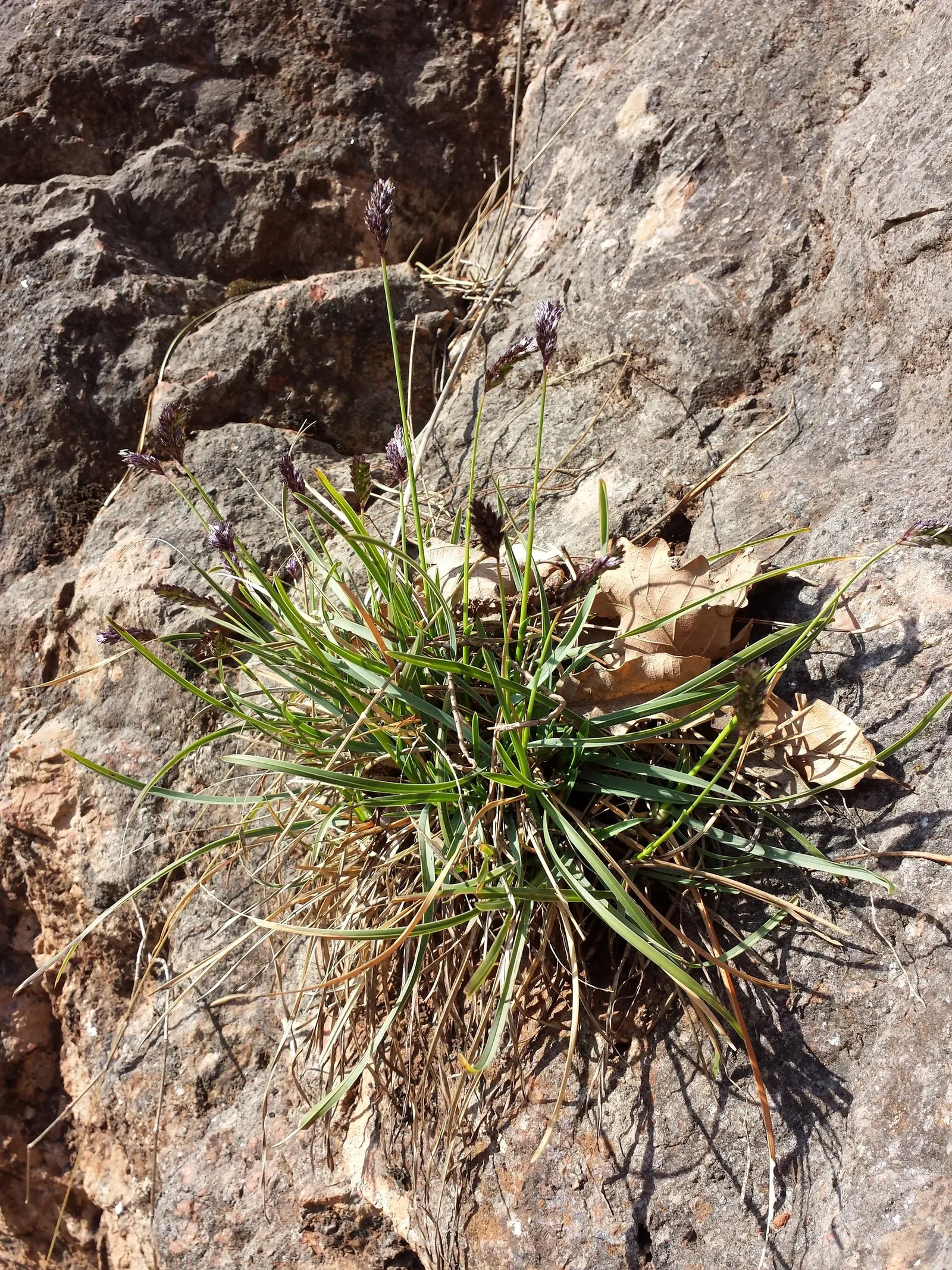 Blue Moor Grass (Sesleria Caerulea) — It reaches up to 8-12 inches tall with a similar spread; achieving a height of up to 20 inches.<br><br>Ideal for mass