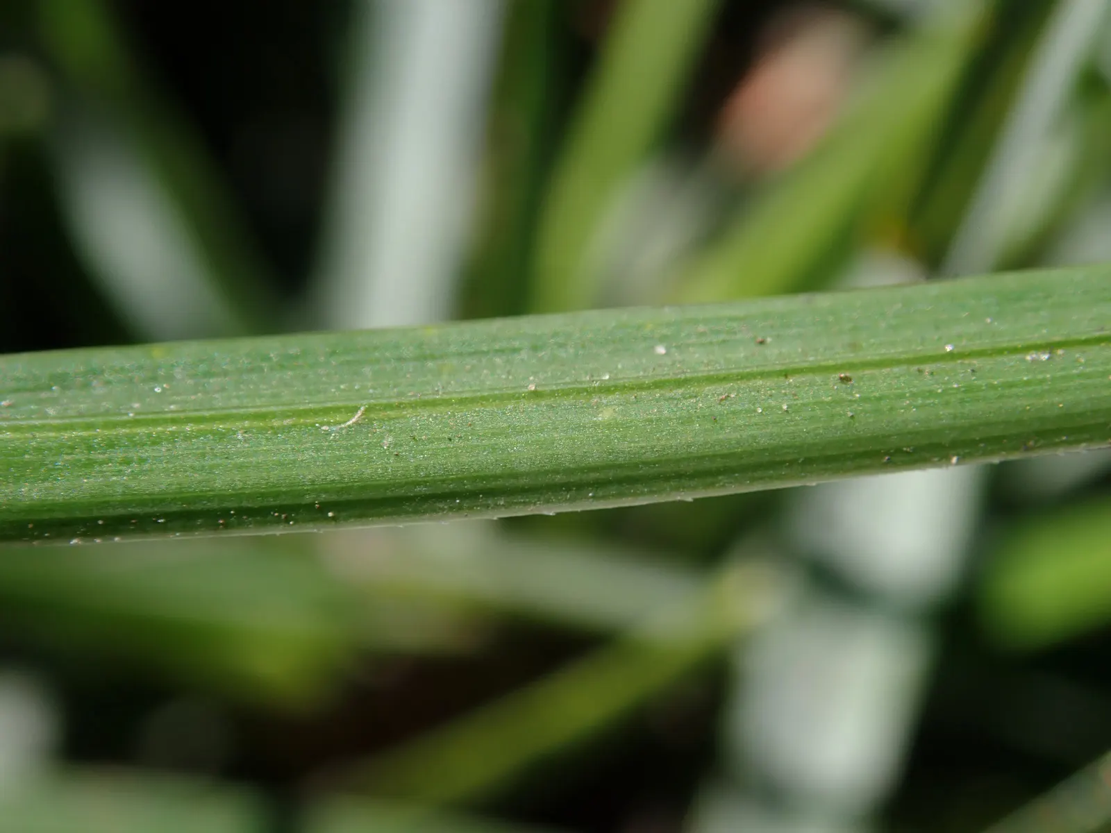 Blue Moor Grass (Sesleria Caerulea) — Sesleria caerulea also excels as groundcover and in mixed borders due to its densely tufted growth habit