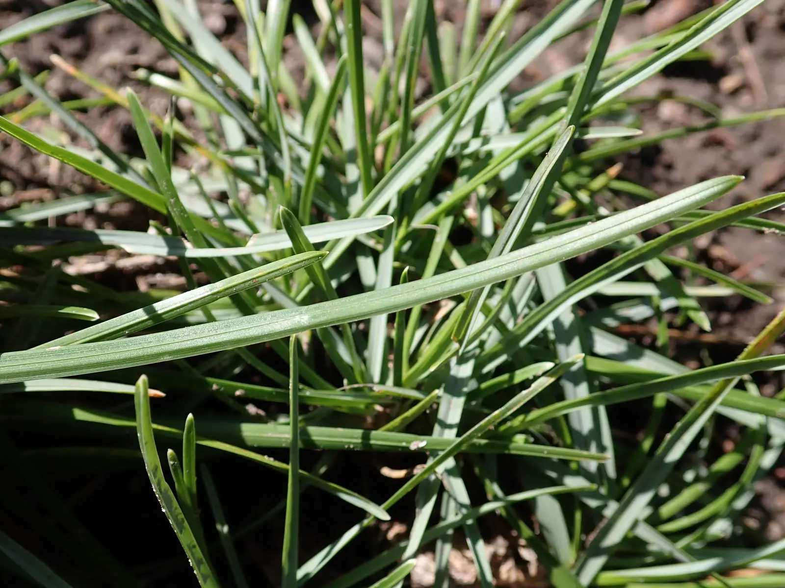 Blue Moor Grass (Sesleria Caerulea) — Sesleria caerulea produces unique two-toned flower spikes