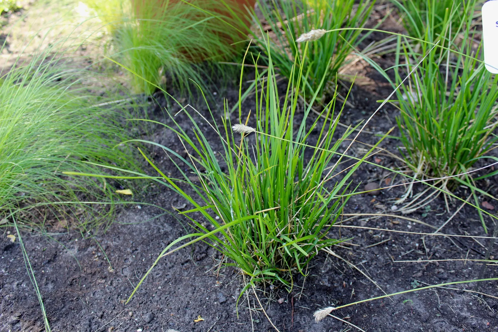 Blue Moor Grass (Sesleria Caerulea) — is a clump-forming perennial featuring unique two-tone foliage: green tops and bluish undersides; drought tolerant once