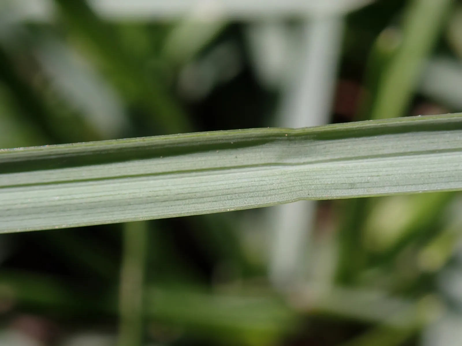 Blue Moor Grass (Sesleria Caerulea) — is a clump-forming perennial featuring unique two-tone foliage: green tops and bluish undersides