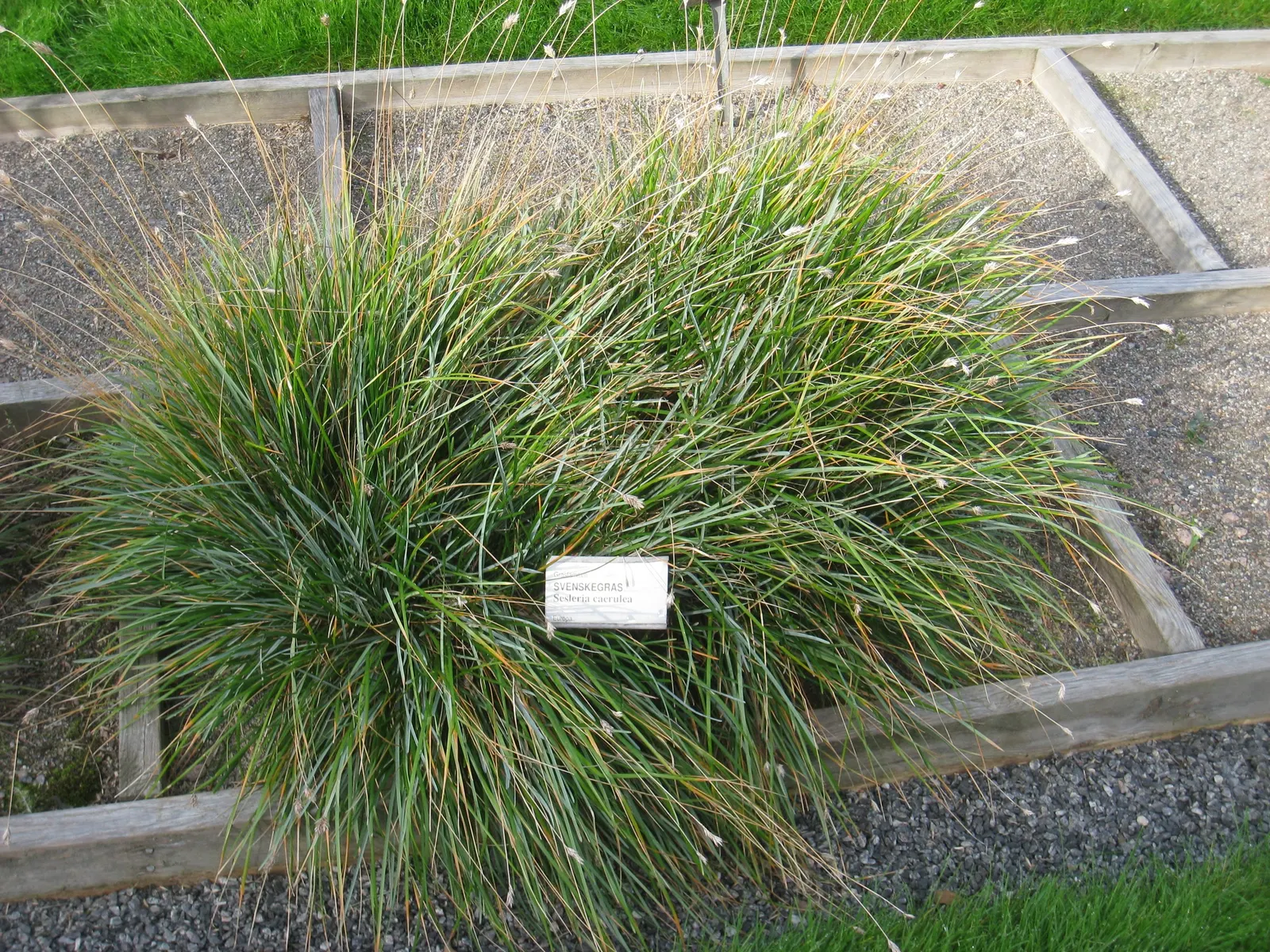 Blue Moor Grass (Sesleria Caerulea) — aligning well with environmentally conscious gardening practices, image 39