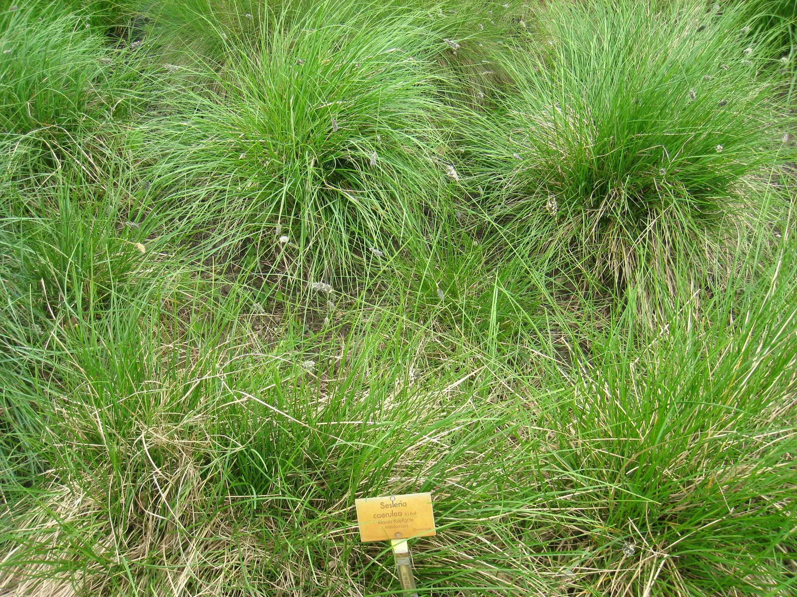 Blue Moor Grass (Sesleria Caerulea) — provided the site offers good drainage; achieving a height of up to 20 inches.<br><br>Ideal for mass plantings
