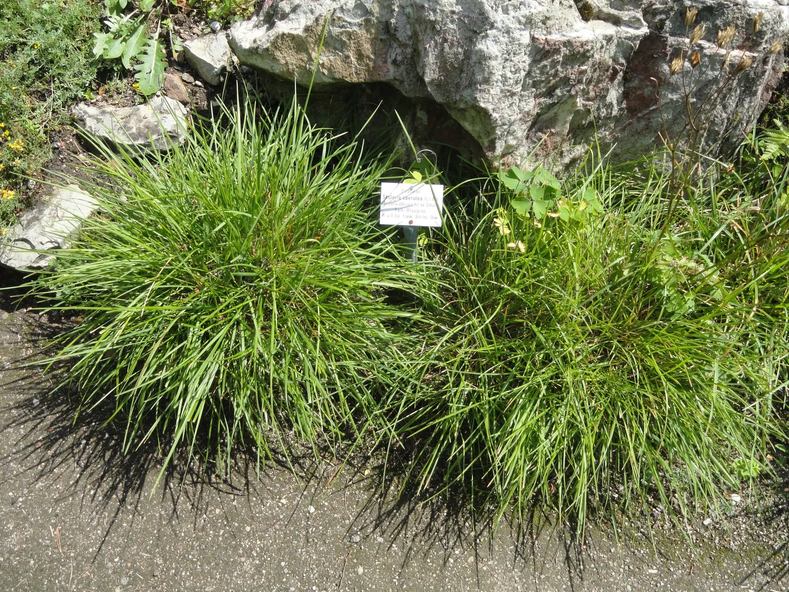 Blue Moor Grass (Sesleria Caerulea) — which further reduces the need for chemical treatments; achieving a height of up to 20 inches.<br><br>Ideal for mass