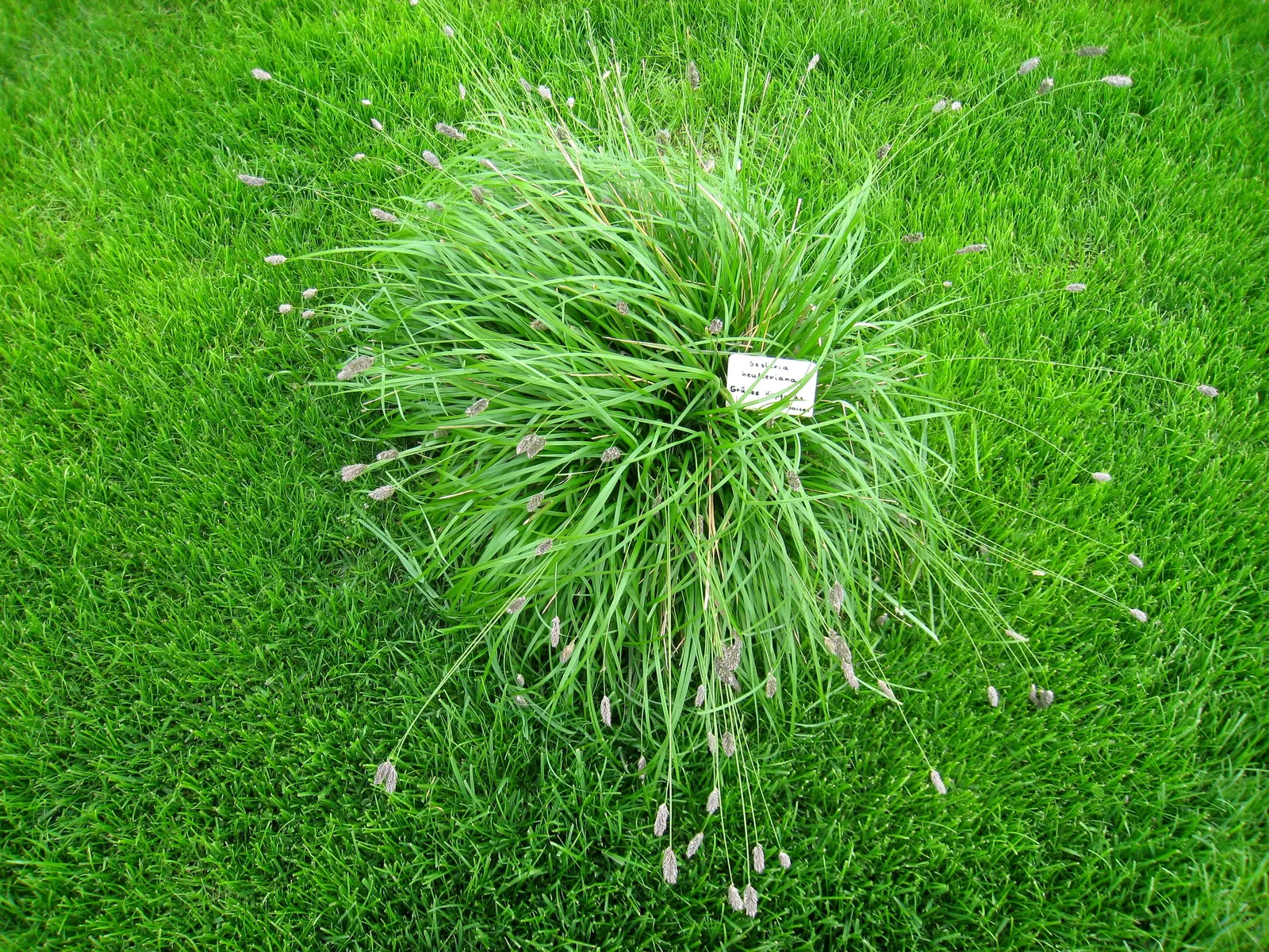 Blue Moor Grass (Sesleria Caerulea) — aligning well with environmentally conscious gardening practices
