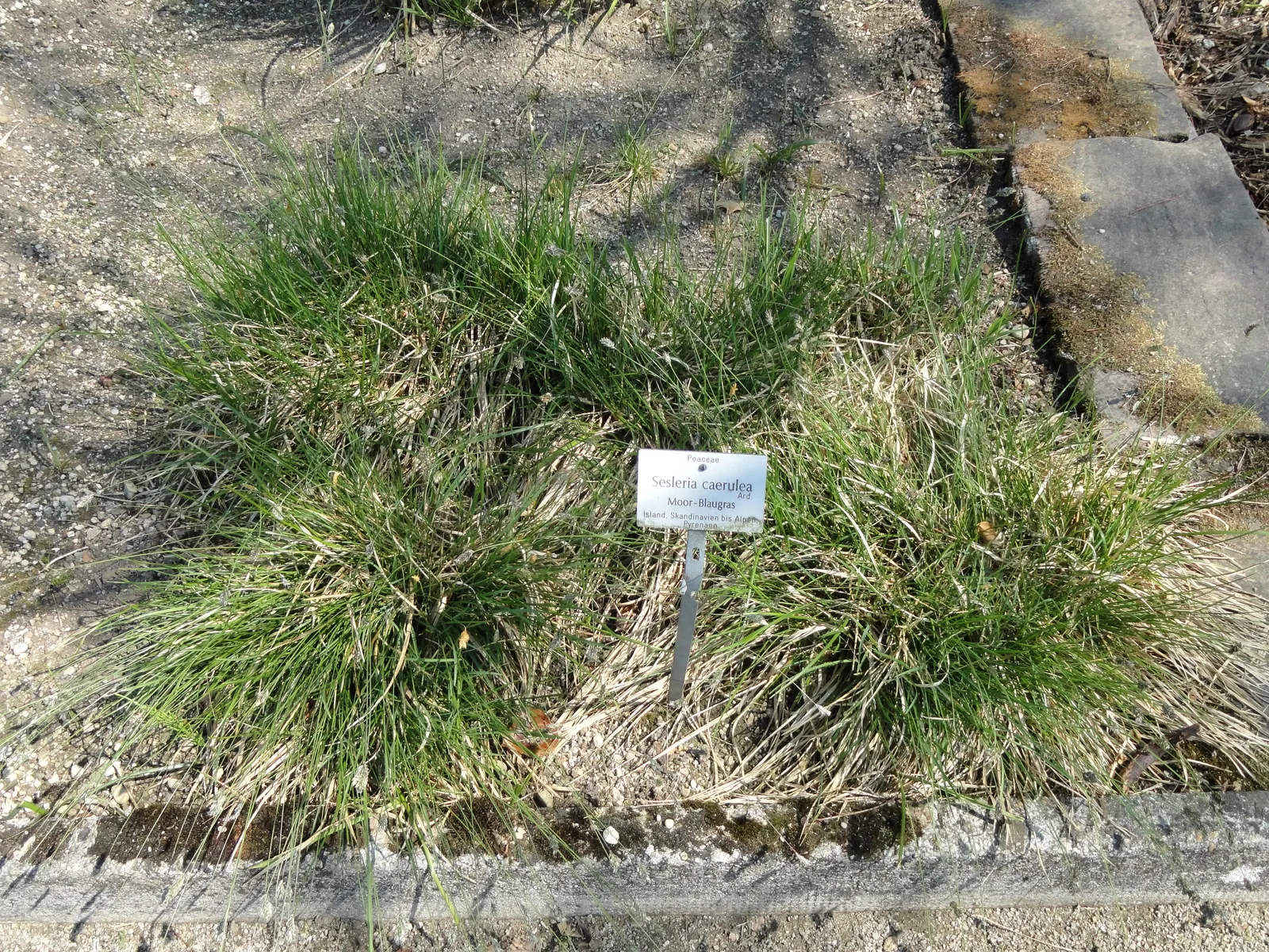 Blue Moor Grass (Sesleria Caerulea) — It is also relatively pest and disease-free; drought tolerant once established, it's ideal for adding texture to a