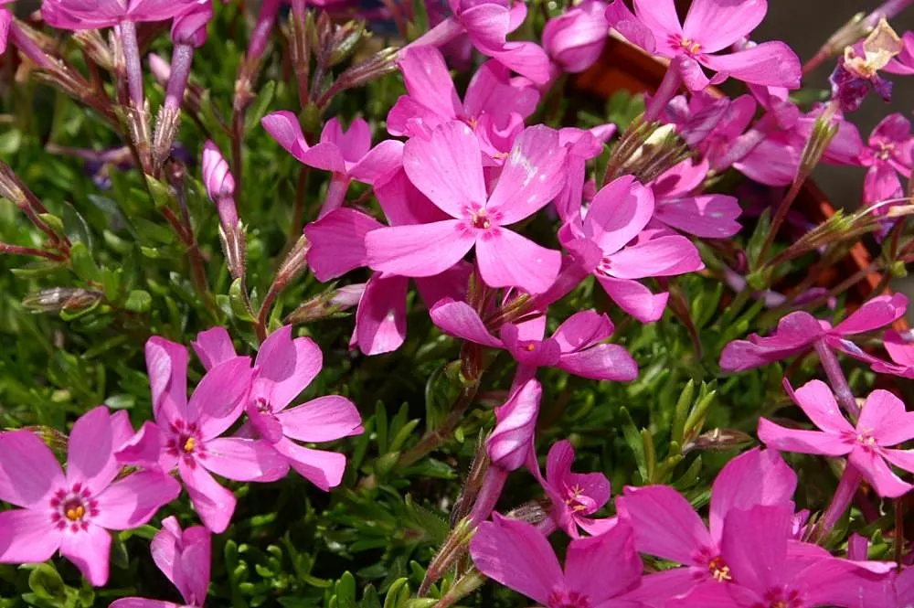 Emerald Pink Phlox (Phlox Subulata 'Emerald Pink') — Phlox subulata 'Emerald Pink' is a vibrant, low-growing perennial with needle-like foliage