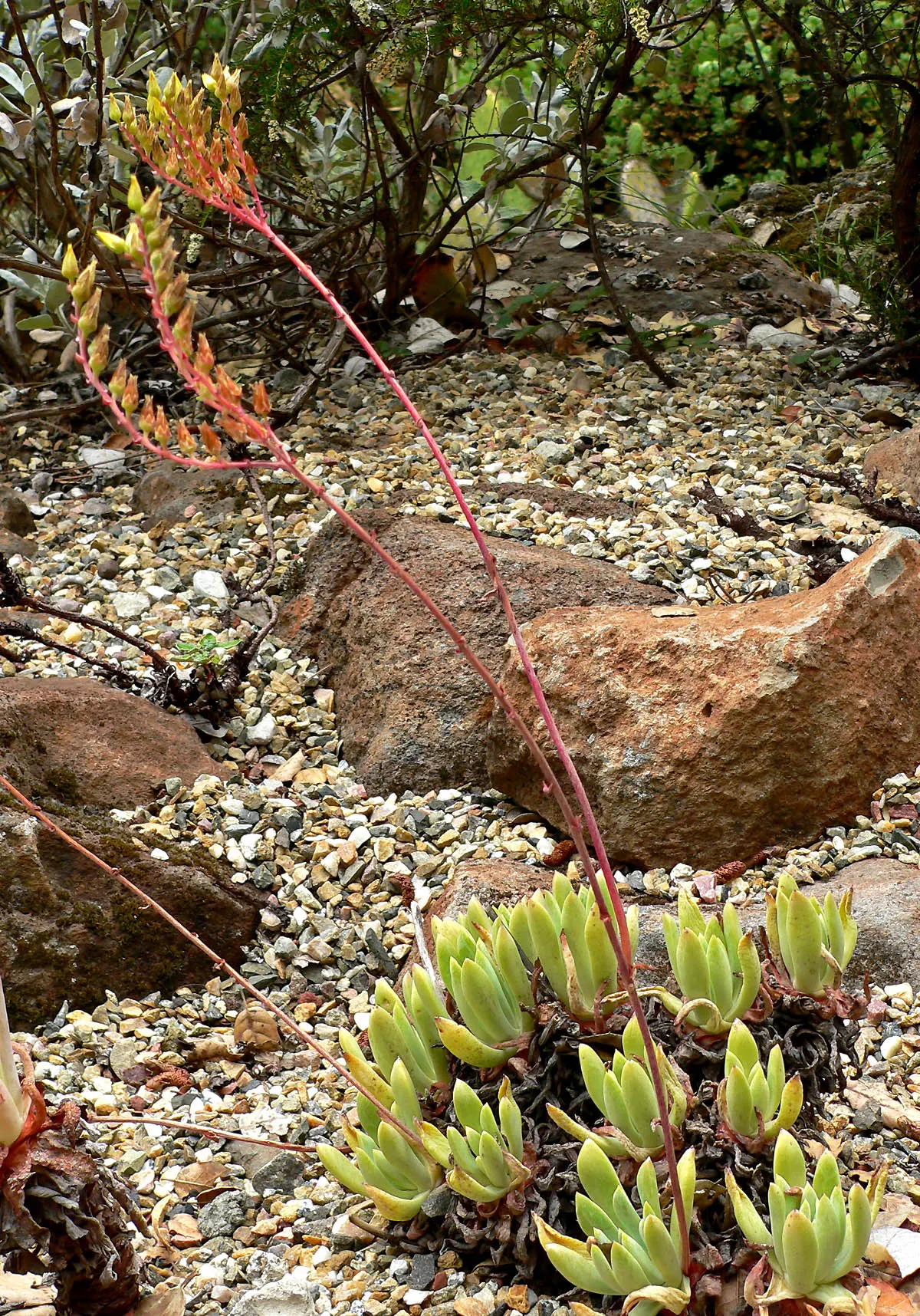 Channel Islands Powder Rosettes (Dudleya Greenei) — Thriving in USDA zone 9-11, it prefers full sun to partial shade and well-draining soil