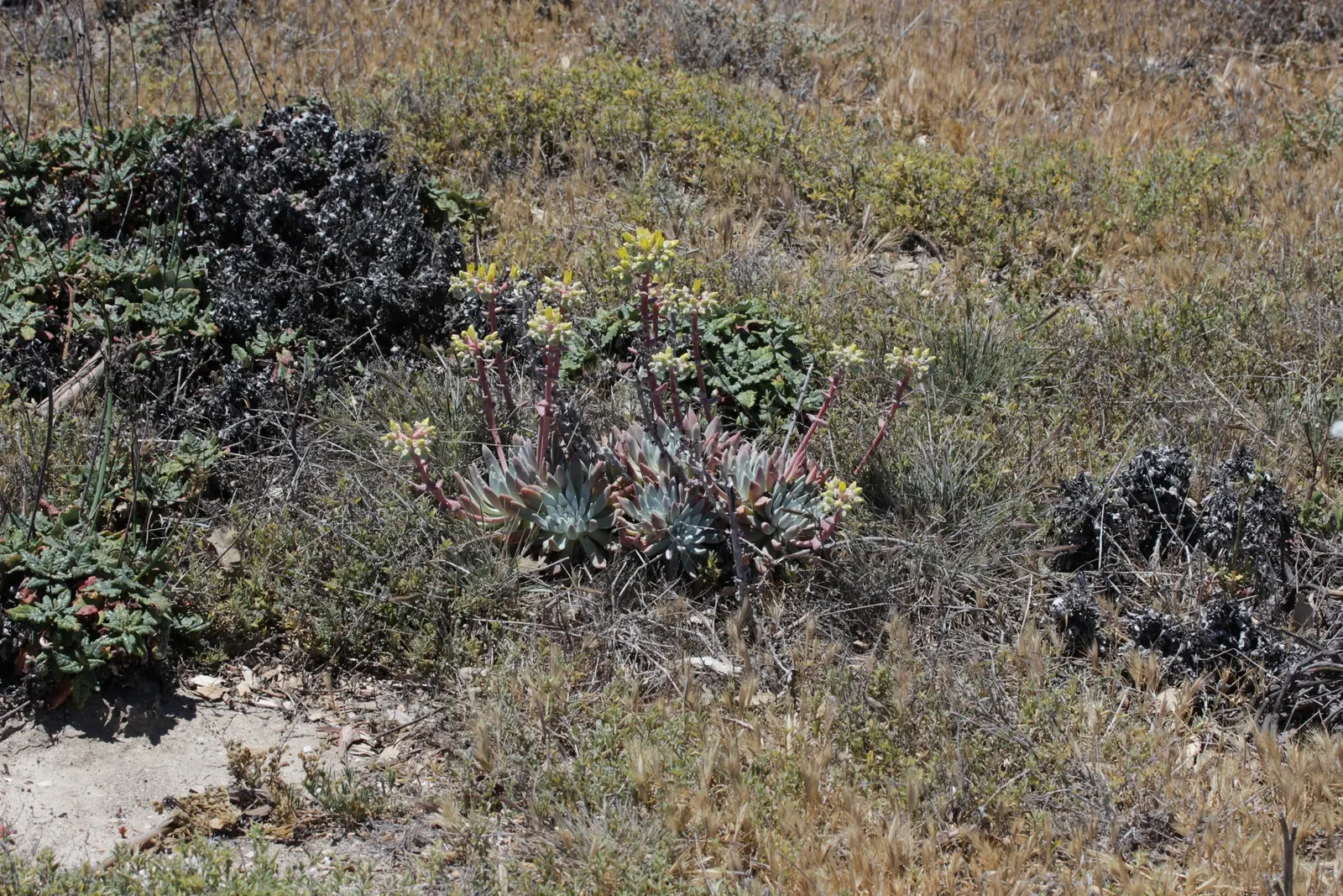 Channel Islands Powder Rosettes (Dudleya Greenei) — requiring little water once established and is largely pest and disease-free