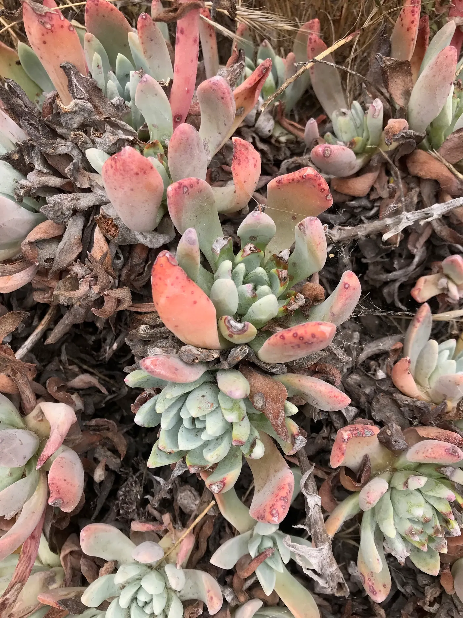 Channel Islands Powder Rosettes (Dudleya Greenei) — is a perennial succulent native to the California Channel Islands; minimal watering is needed, making it
