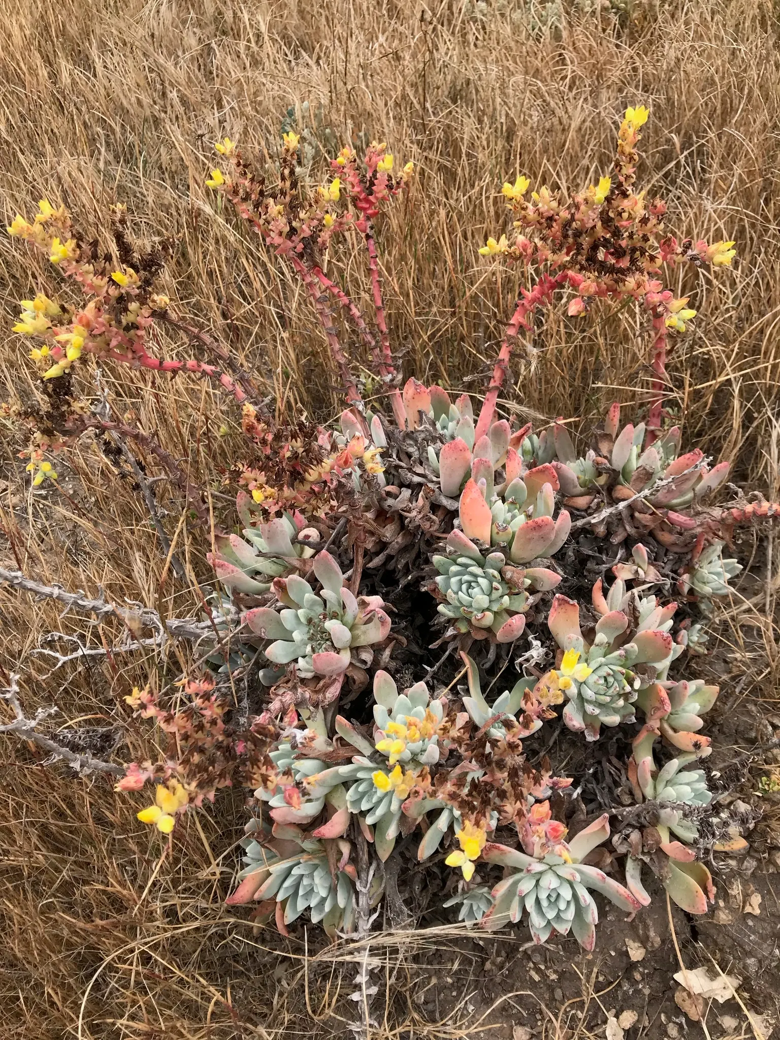 Channel Islands Powder Rosettes (Dudleya Greenei) — It also serves as an attraction to pollinators, which can contribute to a healthy, biodiverse garden