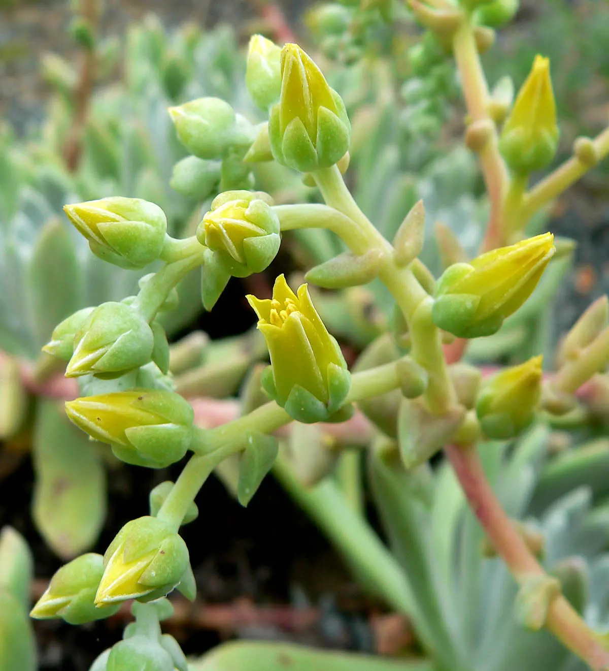 Channel Islands Powder Rosettes (Dudleya Greenei) — powdery white bloom that helps reflect sunlight and conserve moisture