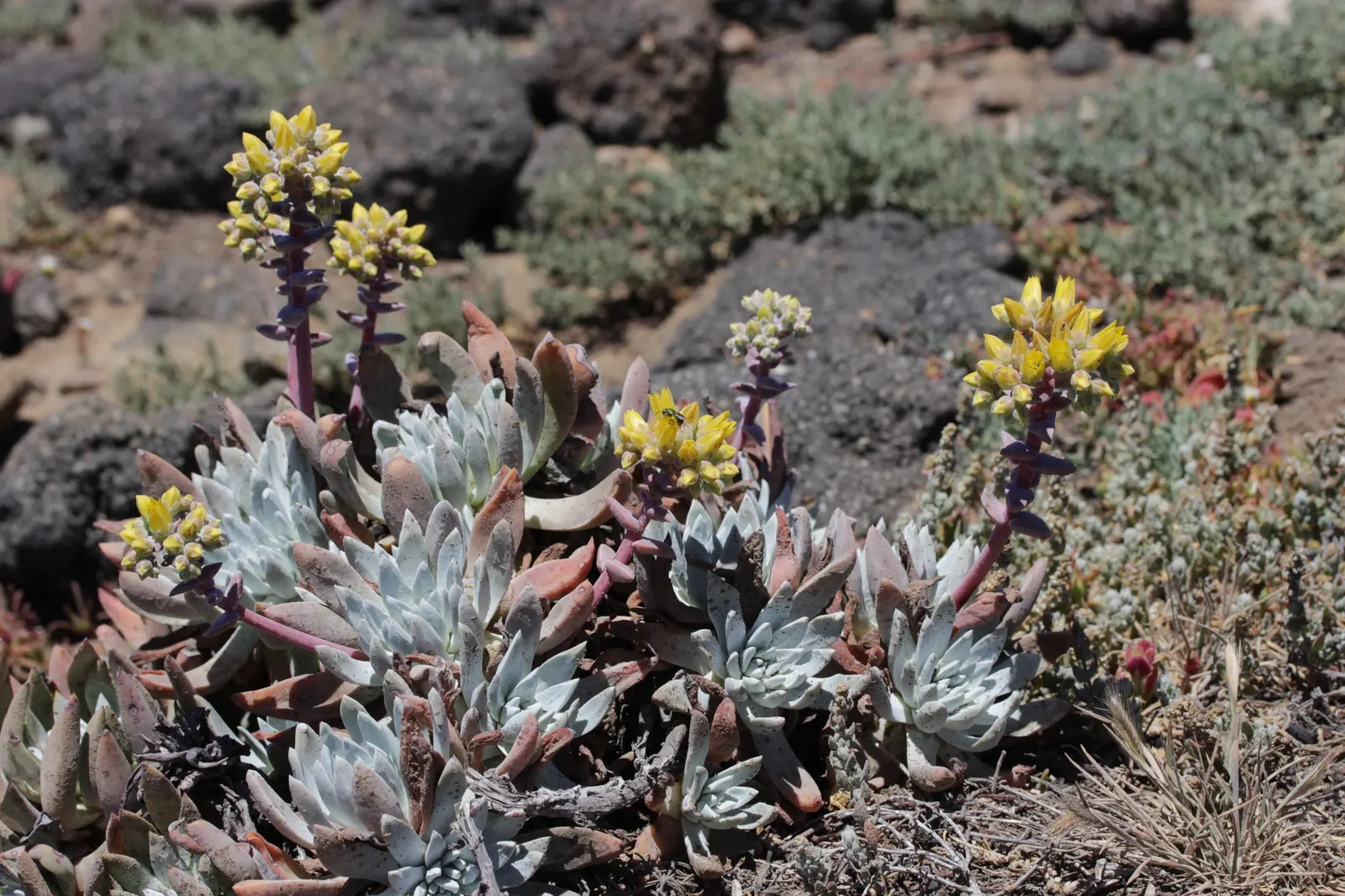 Channel Islands Powder Rosettes (Dudleya Greenei) — is an evergreen succulent native to the Channel Islands off California‚Äôs coast