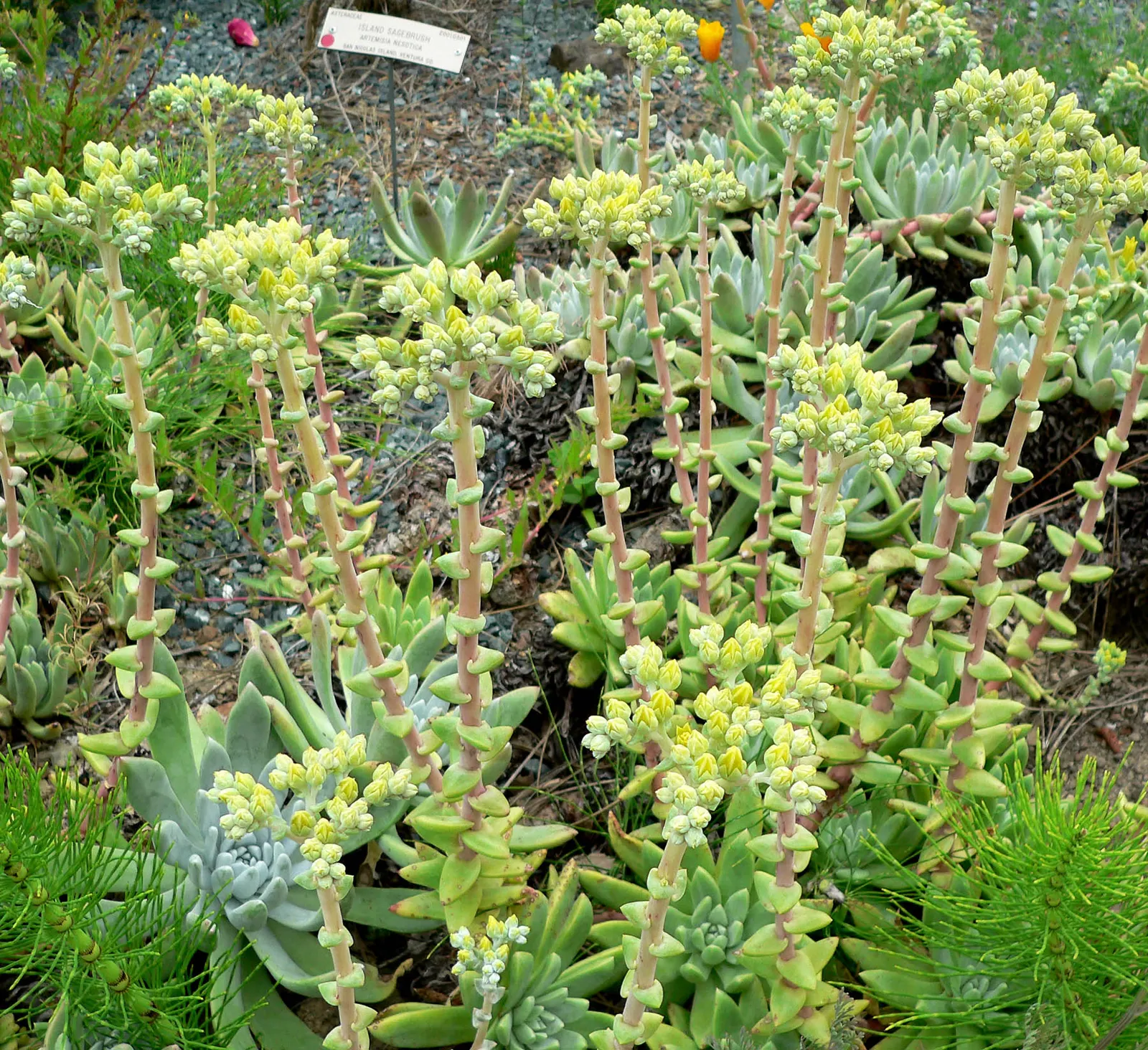 Channel Islands Powder Rosettes (Dudleya Greenei) — Keep protected from frost to preserve its ornamental appeal; which rise above the foliage reaching heights