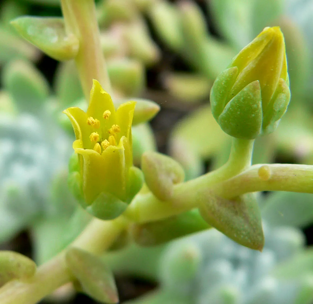 Channel Islands Powder Rosettes (Dudleya Greenei) — Dudleya greenei boasts rosettes of fleshy