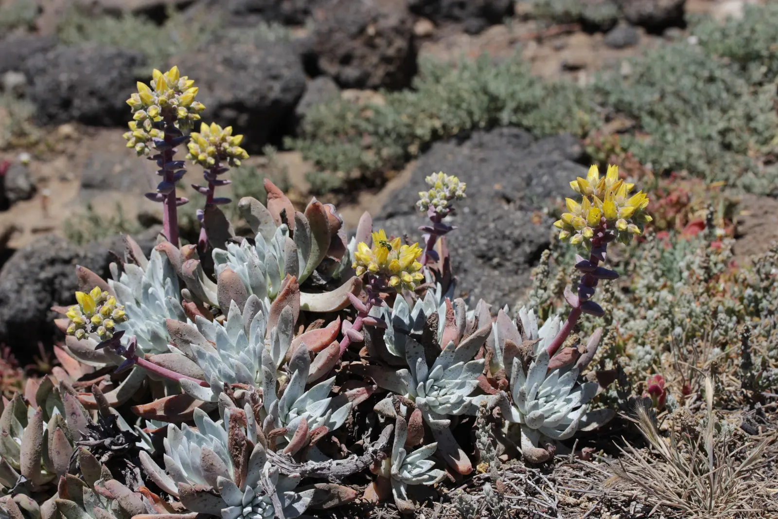 Channel Islands Powder Rosettes (Dudleya Greenei) — spoon-shaped leaves form powdery rosettes up to 12 inches wide