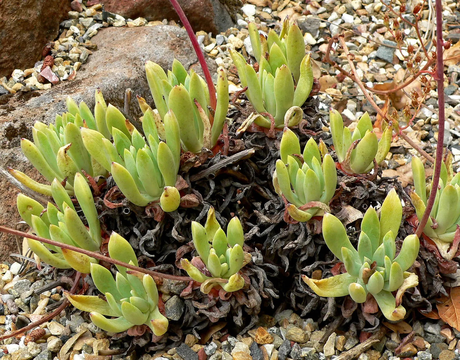 Channel Islands Powder Rosettes (Dudleya Greenei) — displaying hues from silvery-green to red