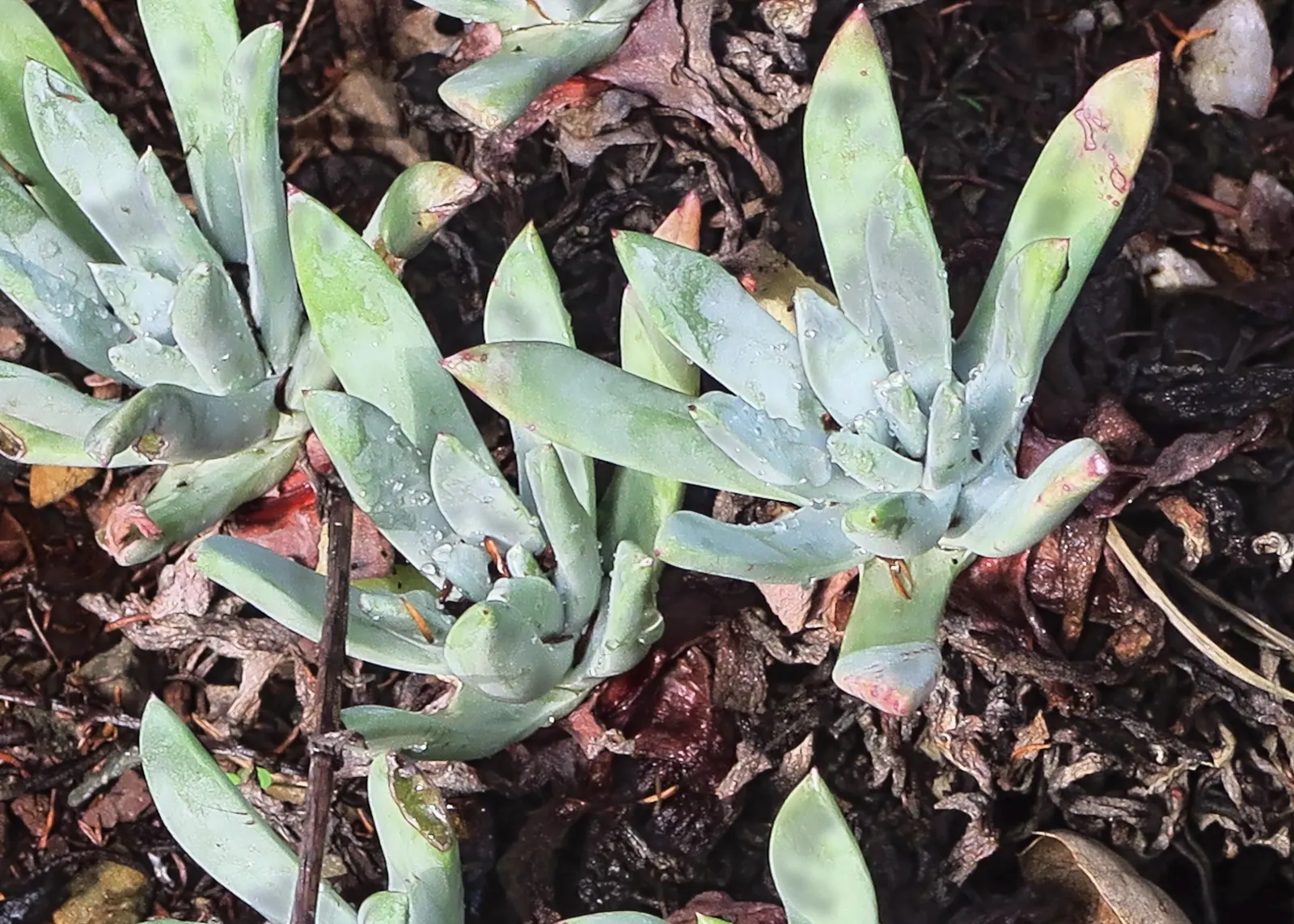 Channel Islands Powder Rosettes (Dudleya Greenei) — Keep protected from frost to preserve its ornamental appeal