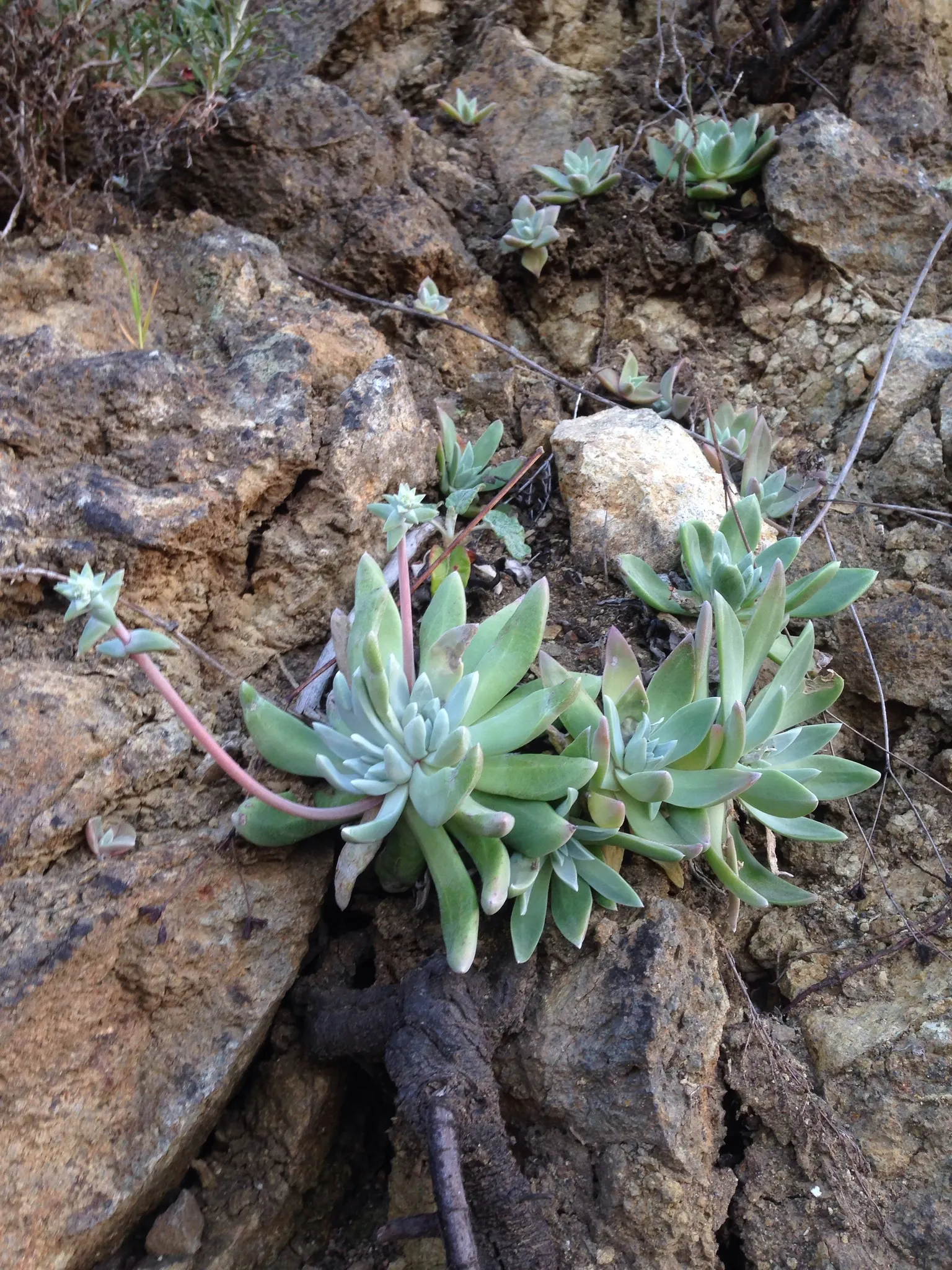 Channel Islands Powder Rosettes (Dudleya Greenei) — the Channel Islands Powder Rosettes will be a sophisticated and eco-friendly addition to any landscape