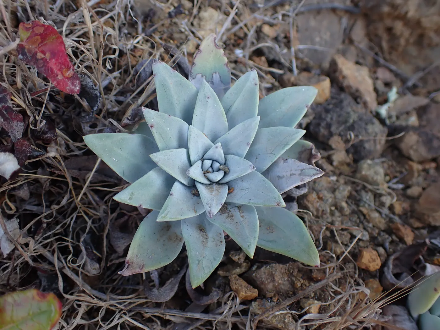 Channel Islands Powder Rosettes (Dudleya Greenei) — yellow flowers in the garden