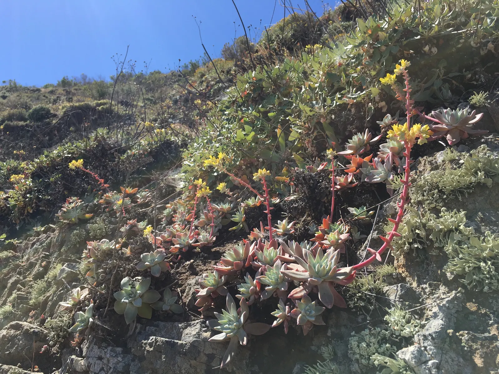 Channel Islands Powder Rosettes (Dudleya Greenei) — Spring and early summer months herald the arrival of its flowering stalks