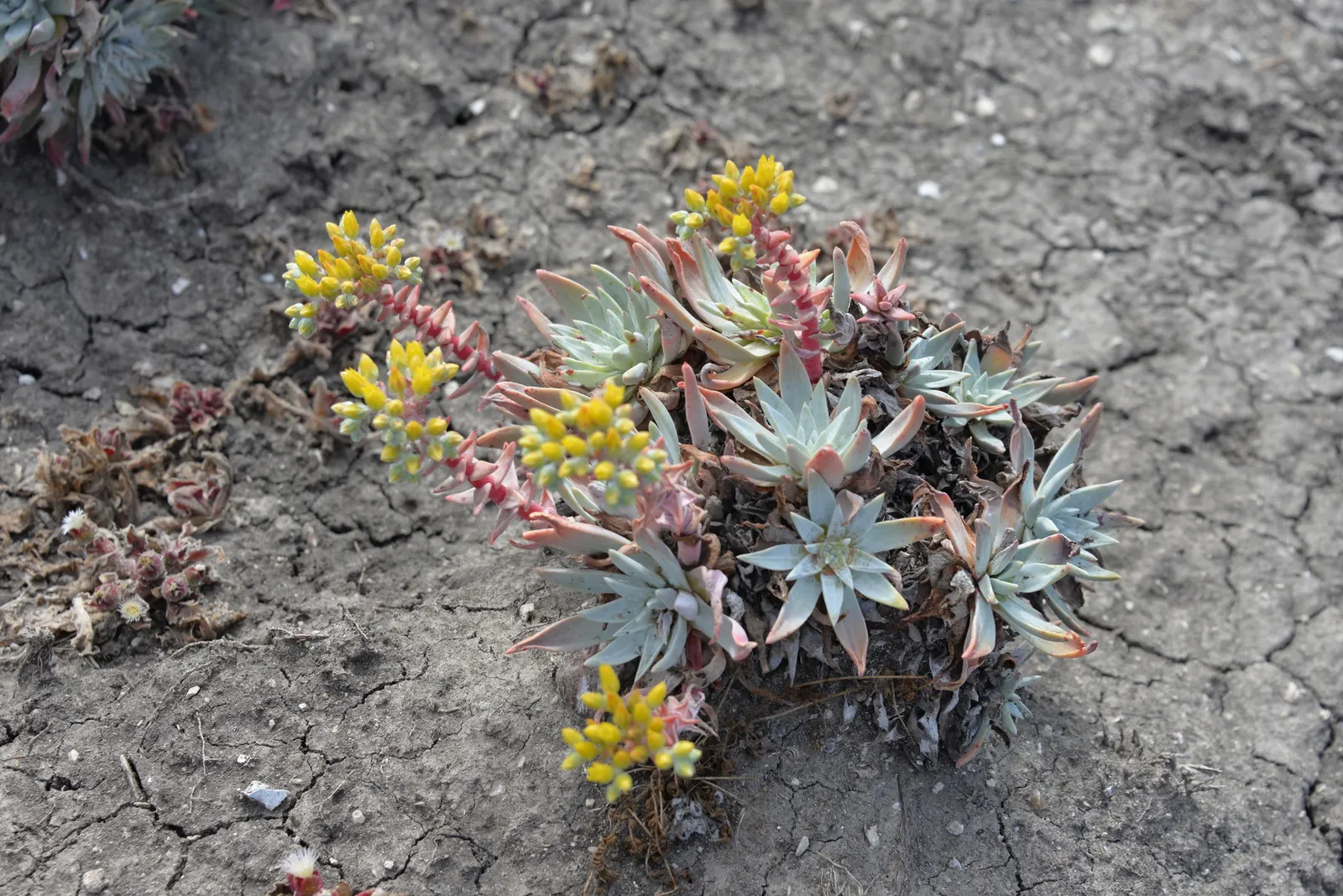 Channel Islands Powder Rosettes (Dudleya Greenei) — it's important to note that Dudleya greenei is low maintenance