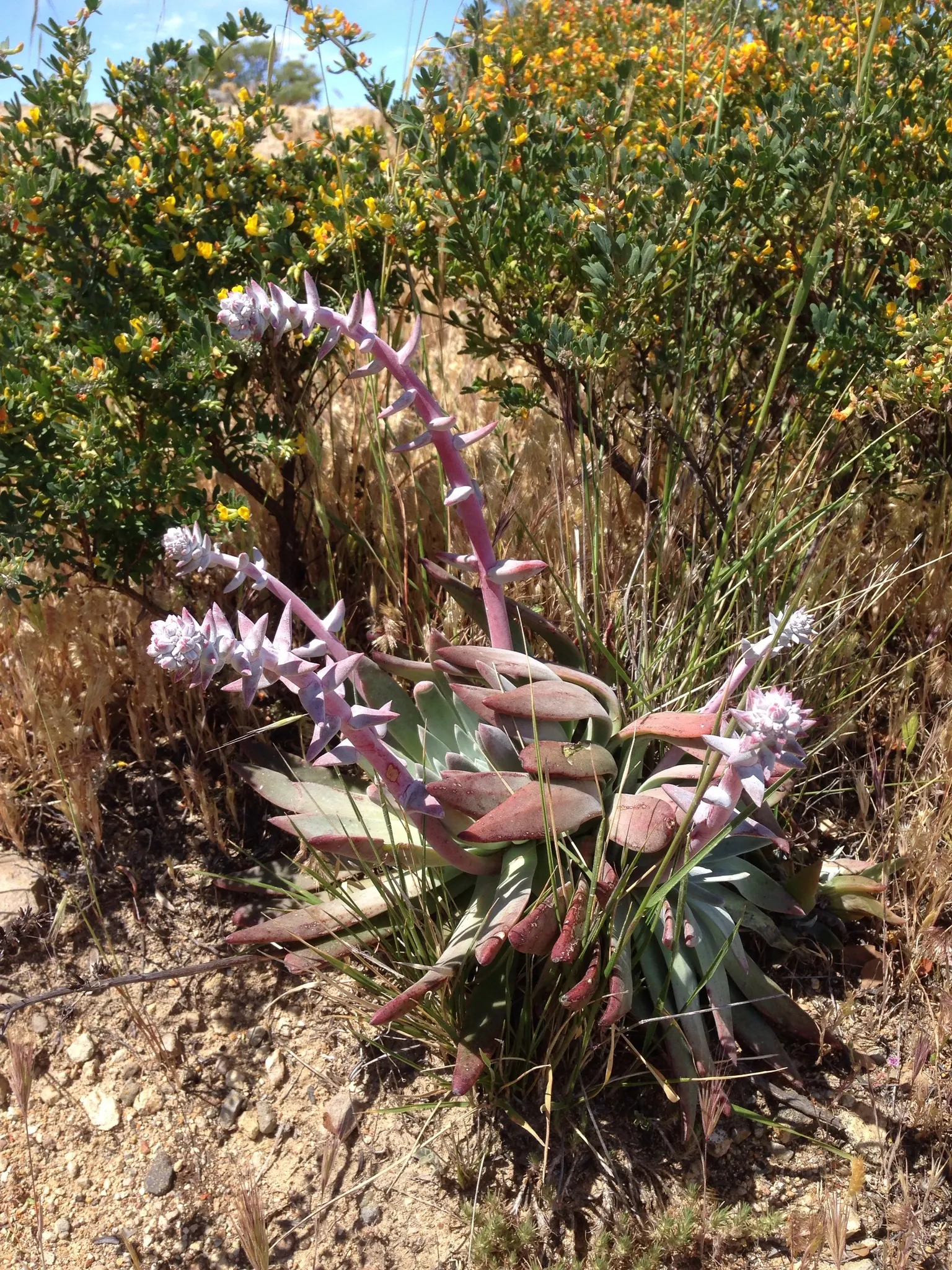 Channel Islands Powder Rosettes (Dudleya Greenei) — With its stunning form and ease of care