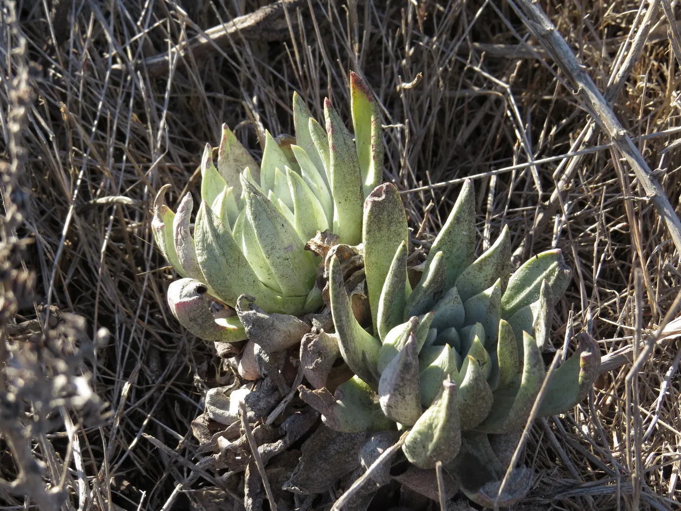 Channel Islands Powder Rosettes (Dudleya Greenei) — Minimal watering is needed, making it ideal for drought-tolerant landscapes and rock gardens