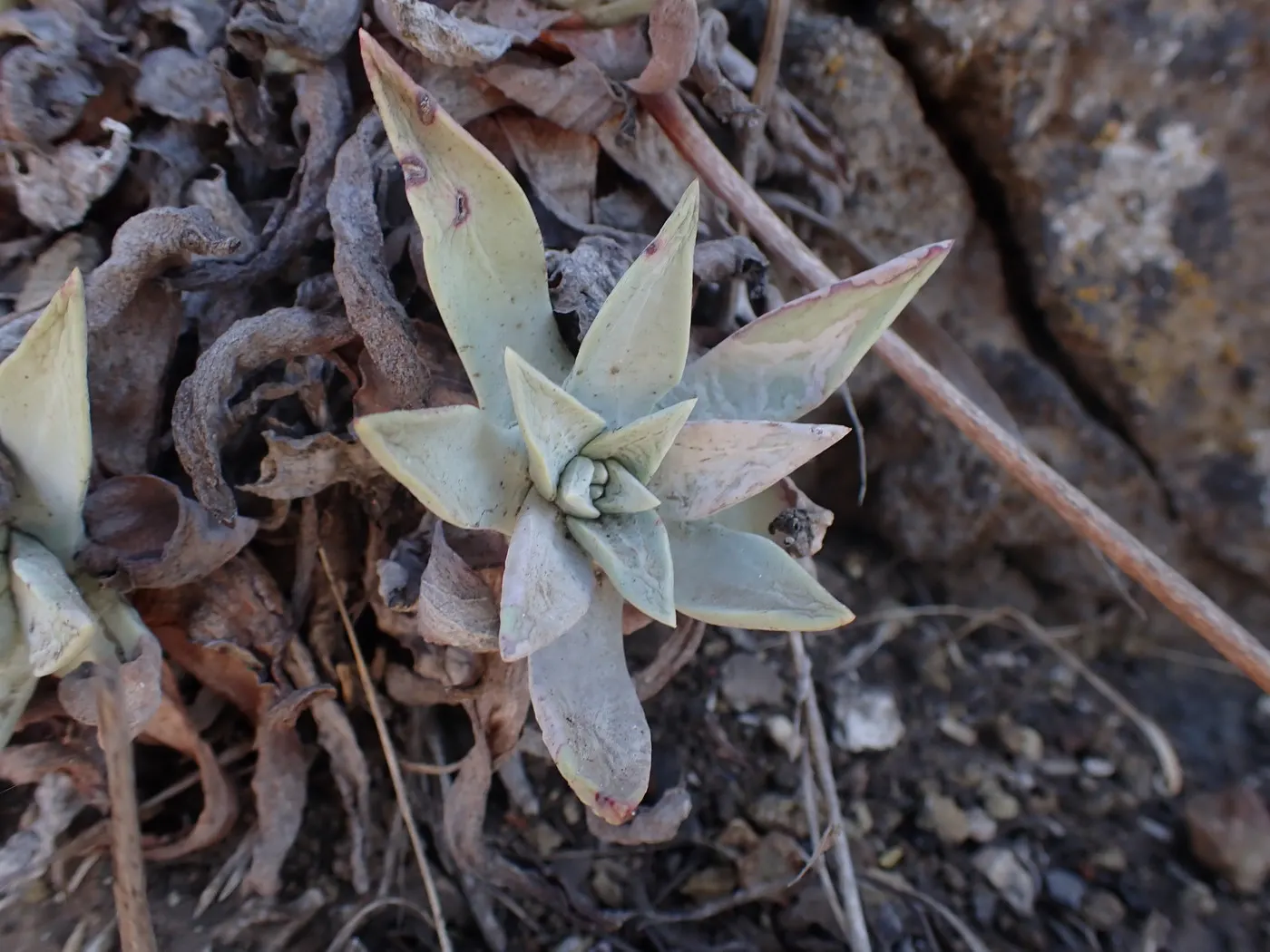 Channel Islands Powder Rosettes (Dudleya Greenei) — succulent with yellow blooms