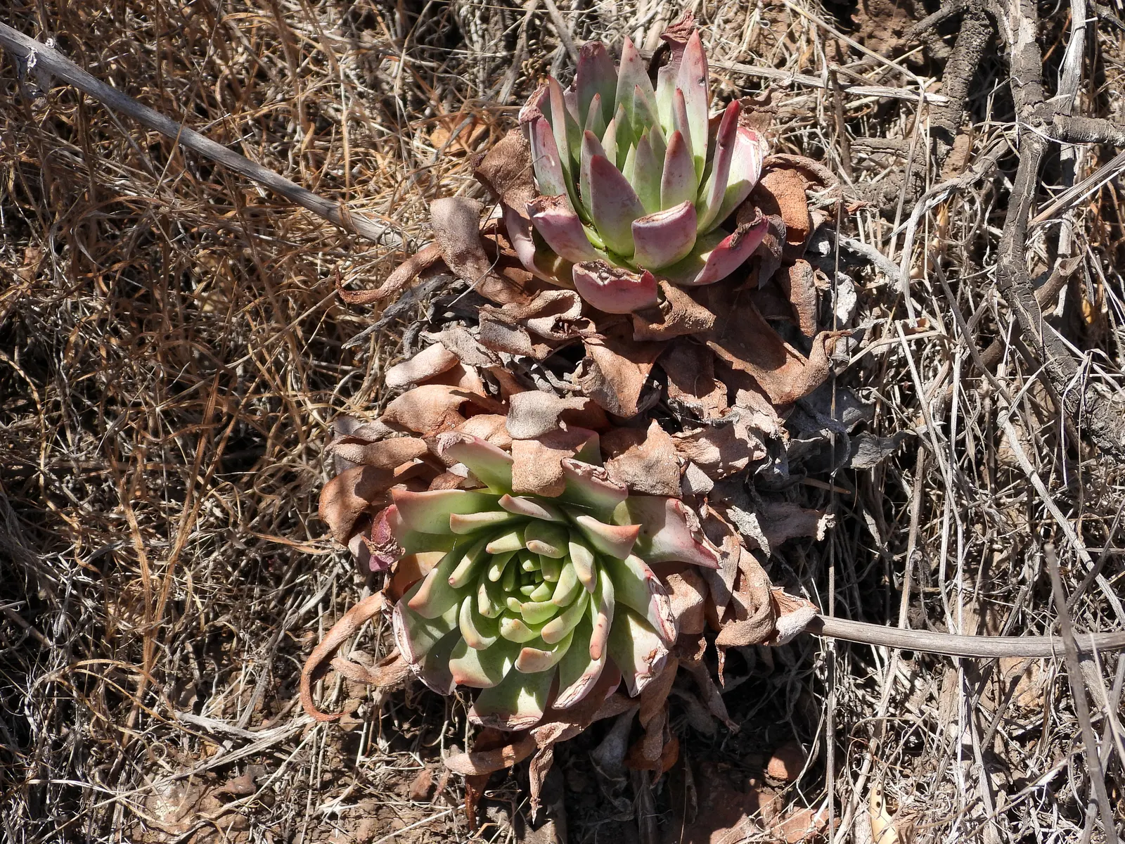 Channel Islands Powder Rosettes (Dudleya Greenei) — dusted with a distinctive