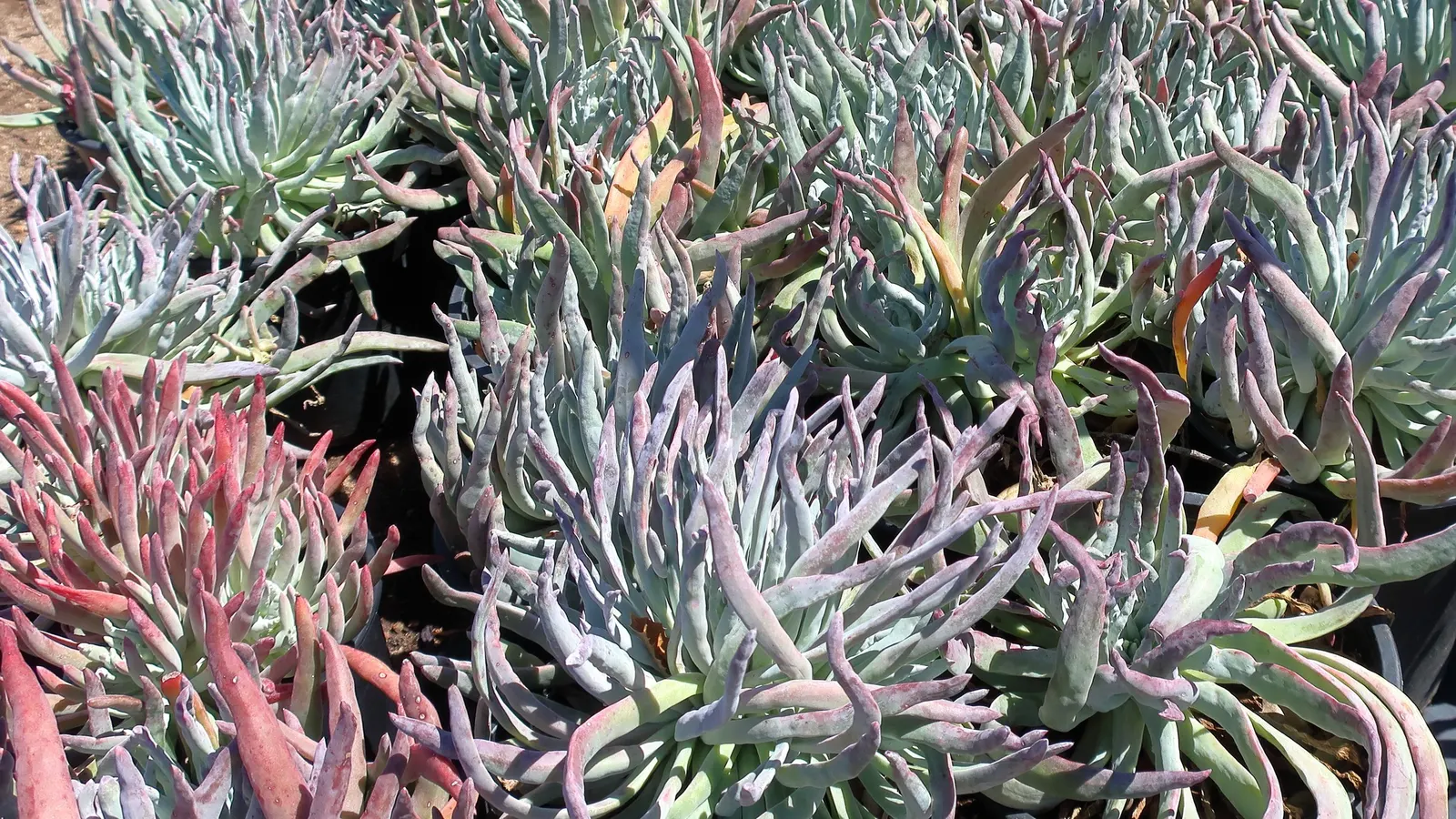 Channel Islands Powder Rosettes (Dudleya Greenei) — spoon-shaped leaves form powdery rosettes up to 12 inches wide; dudleya greenei boasts rosettes of fleshy