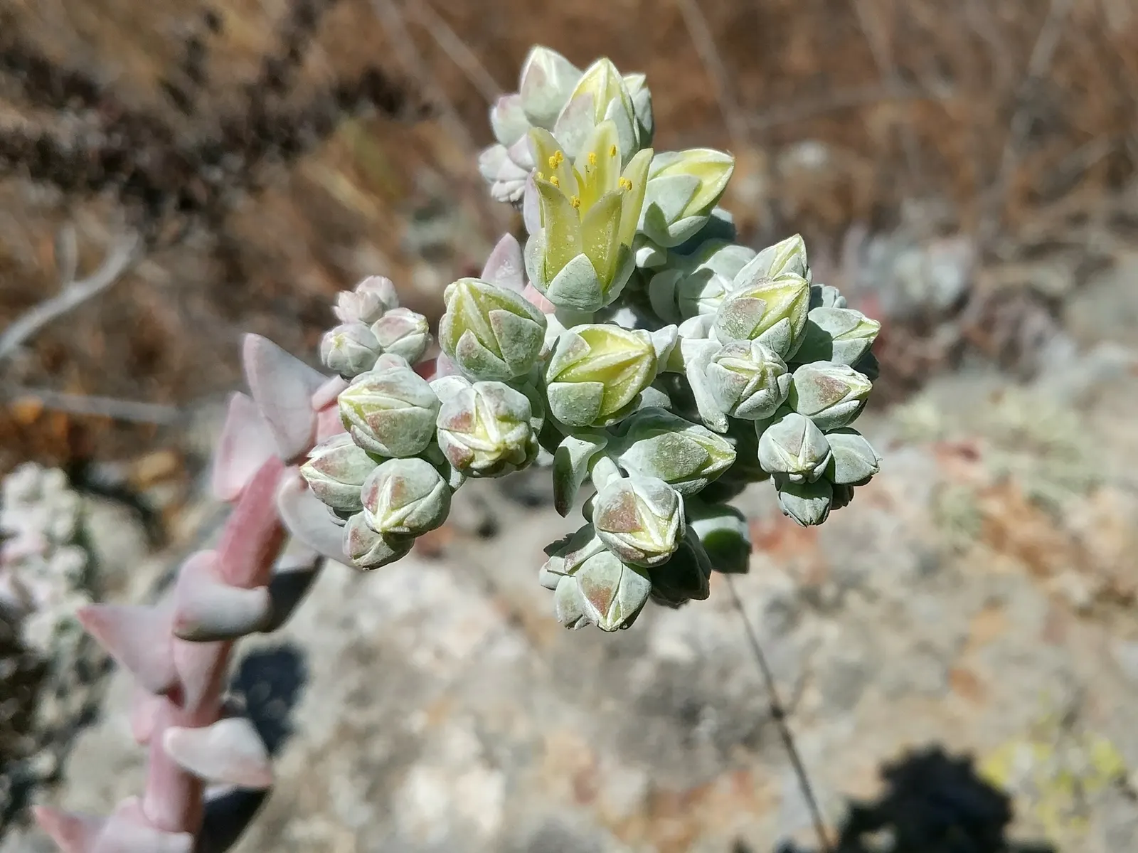 Channel Islands Powder Rosettes (Dudleya Greenei) — is a perennial succulent native to the California Channel Islands