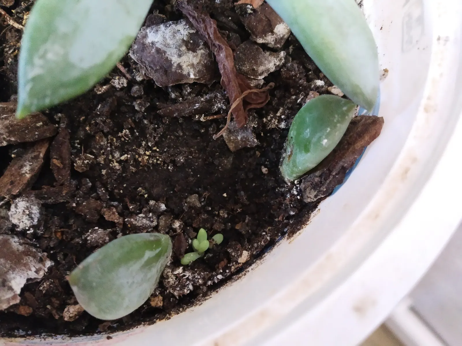 Channel Islands Powder Rosettes (Dudleya Greenei) — Minimal watering is needed, making it ideal for drought-tolerant landscapes and rock gardens; is a