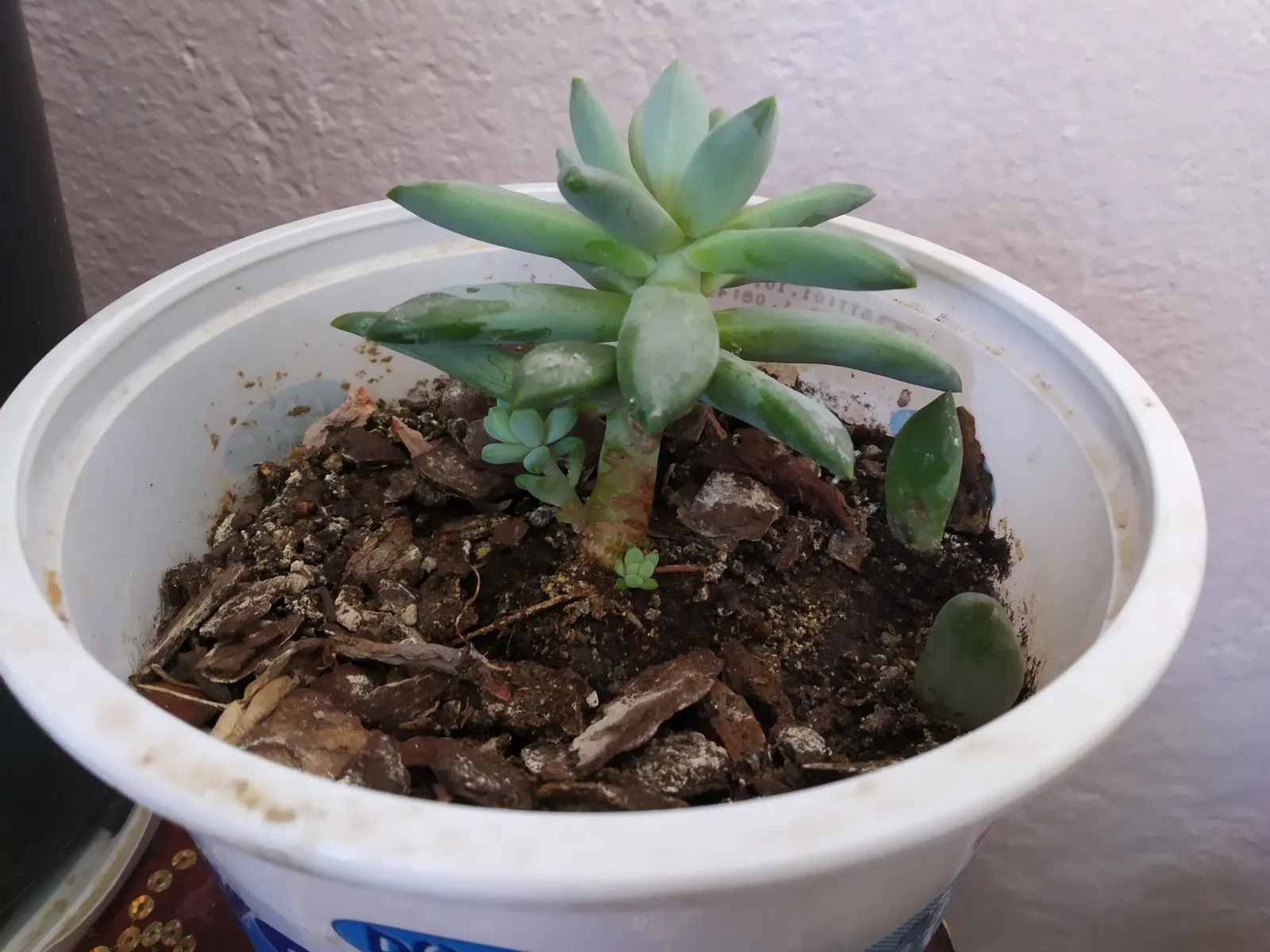 Channel Islands Powder Rosettes (Dudleya Greenei) — which rise above the foliage reaching heights of approximately 1 foot