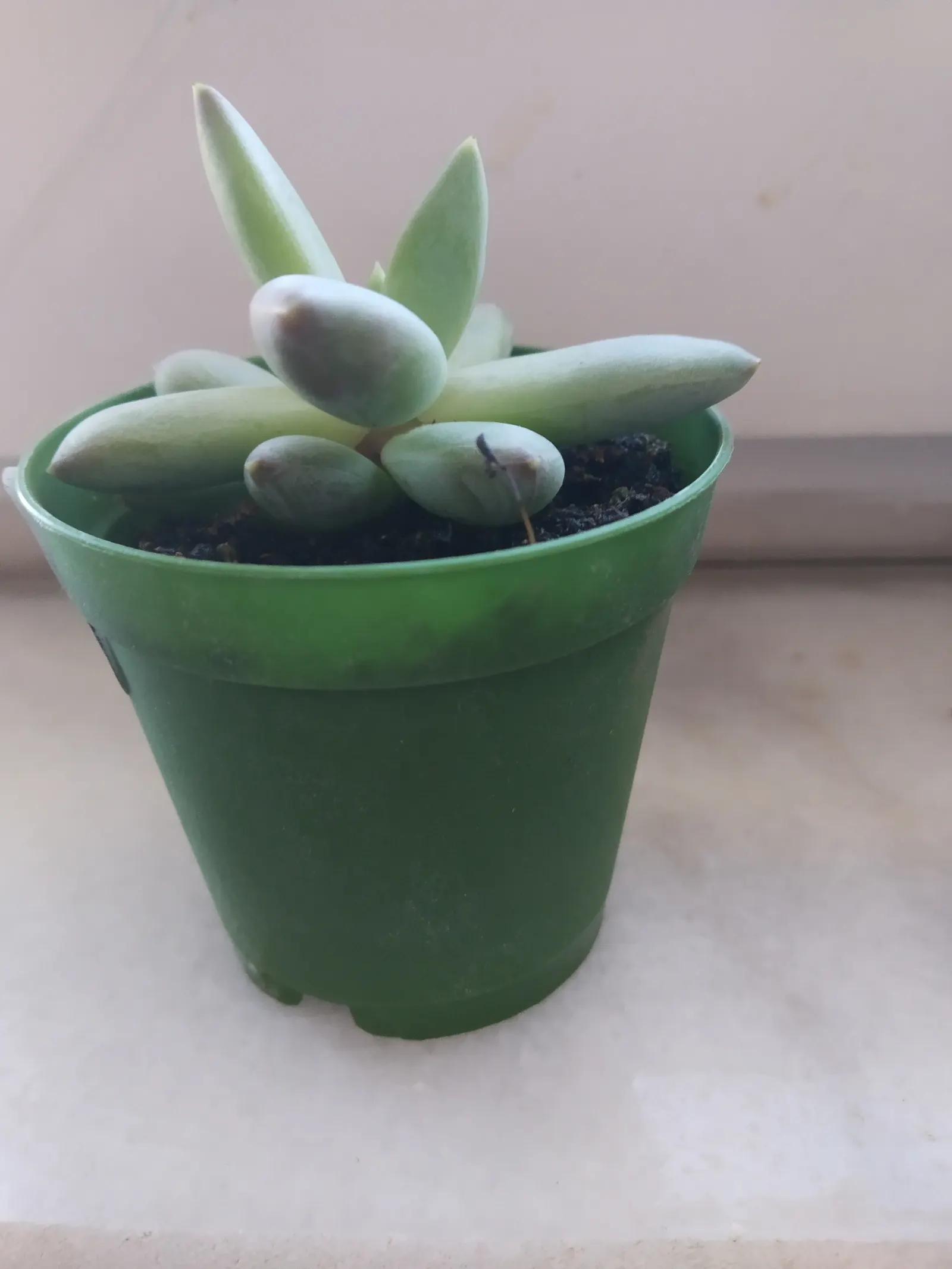 Channel Islands Powder Rosettes (Dudleya Greenei) — displaying hues from silvery-green to red; requiring little water once established and is largely pest and