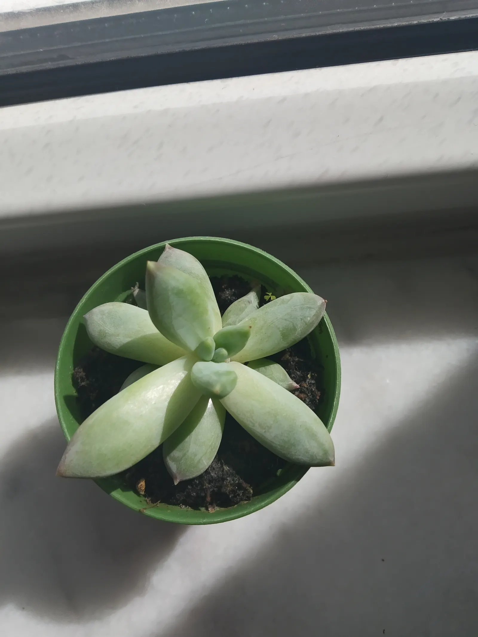 Channel Islands Powder Rosettes (Dudleya Greenei) — scientifically known as Dudleya greenei; yellow flowers in the garden
