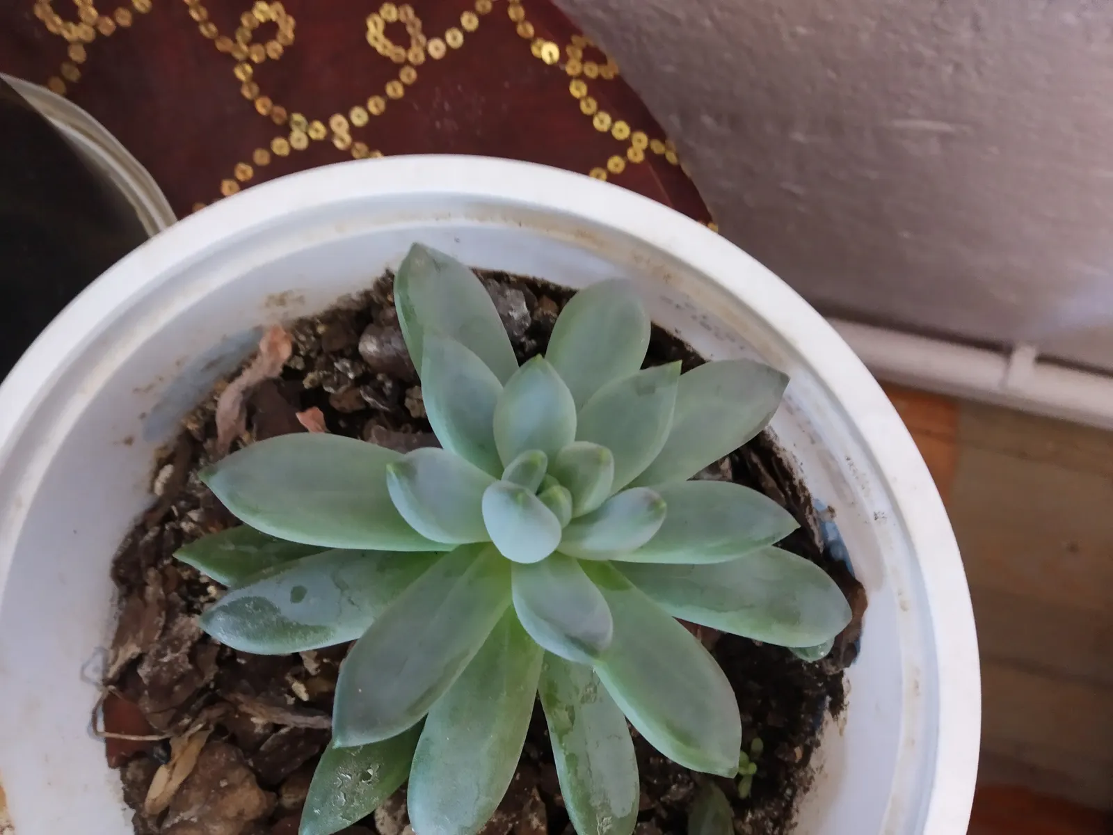 Channel Islands Powder Rosettes (Dudleya Greenei) — scientifically known as Dudleya greenei