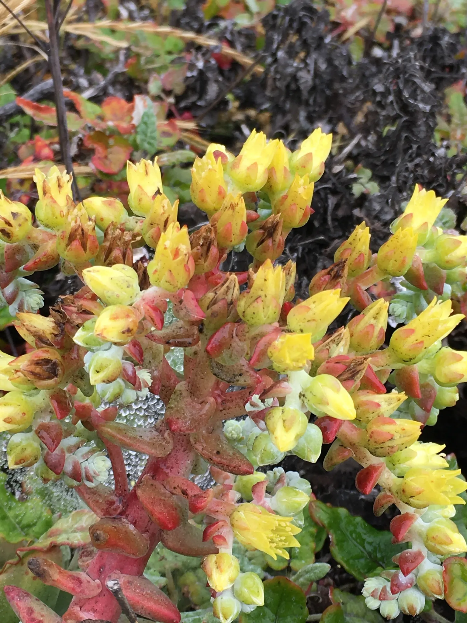 Channel Islands Powder Rosettes (Dudleya Greenei) — succulent for full or half