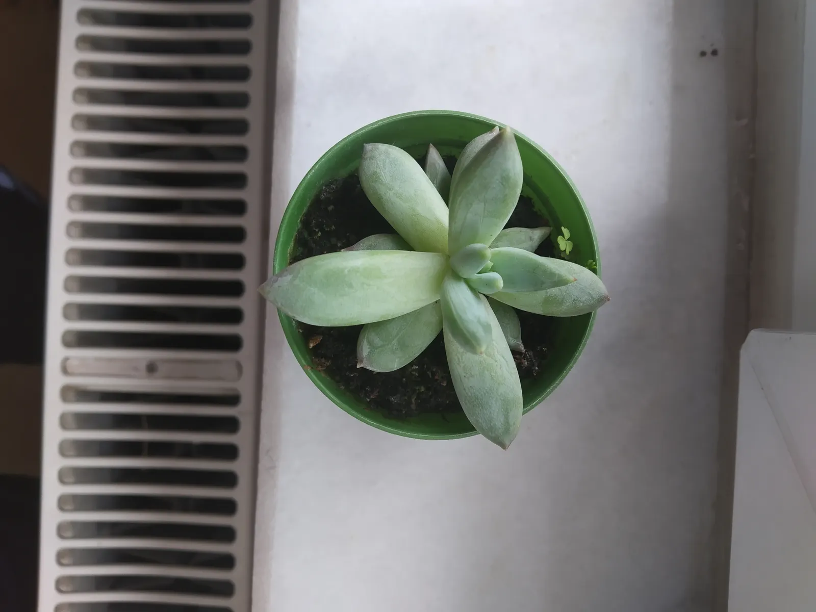 Channel Islands Powder Rosettes (Dudleya Greenei) — Thriving in USDA zone 9-11, it prefers full sun to partial shade and well-draining soil; is an evergreen