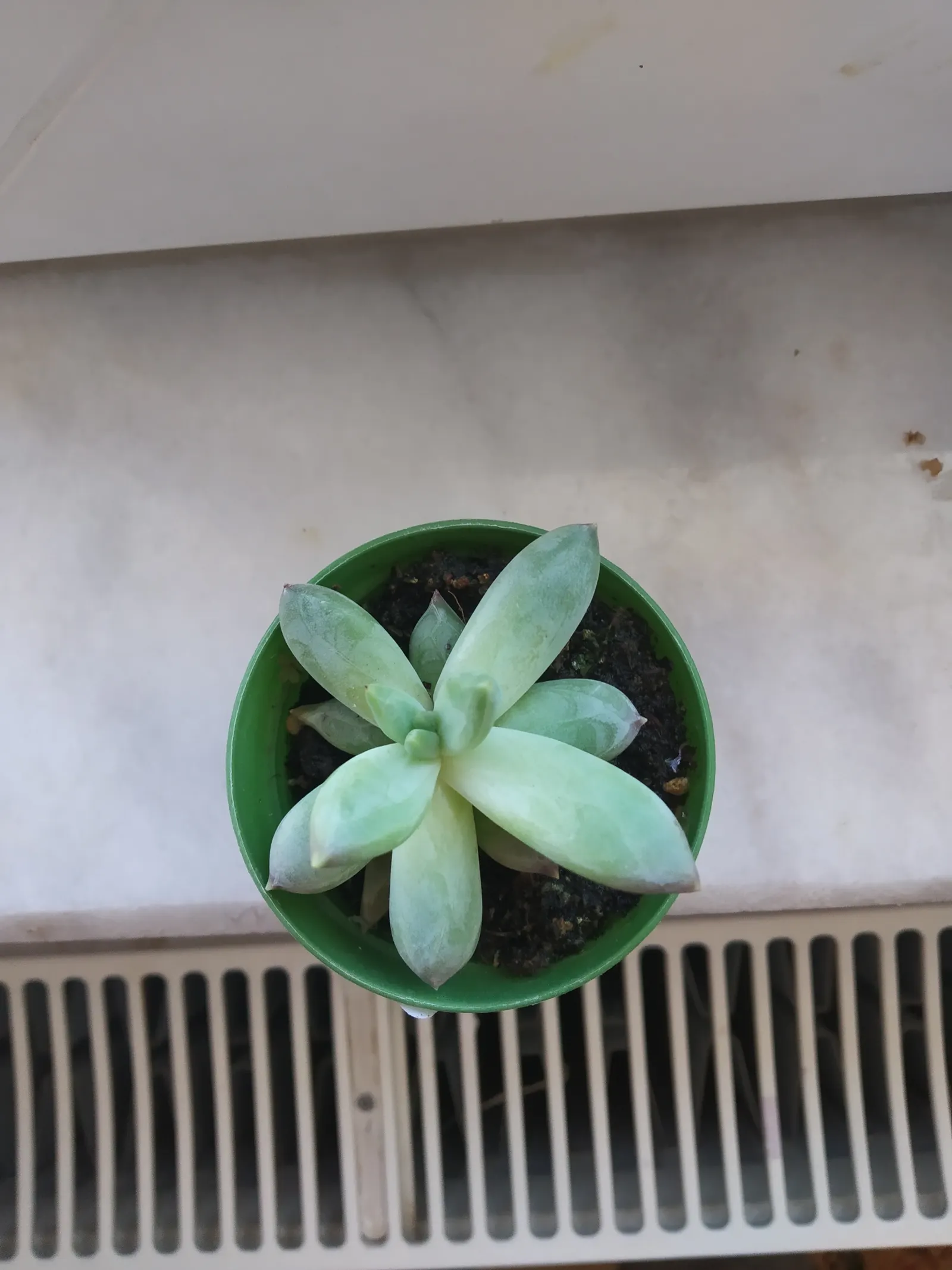 Channel Islands Powder Rosettes (Dudleya Greenei) — This compact plant captivates with its delicate yet striking appearance