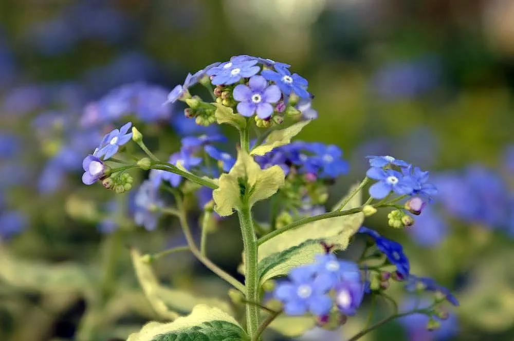 Variegated Siberian Bugloss (Brunnera Macrophylla 'Variegata') — 'Variegata', a shade-loving perennial, presents heart-shaped leaves splashed with creamy-white