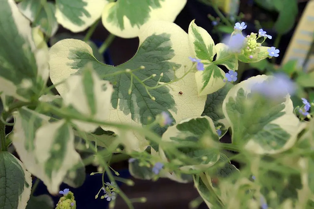 Variegated Siberian Bugloss (Brunnera Macrophylla 'Variegata') — It reaches 12-15 inches in height and spreads 18-24 inches